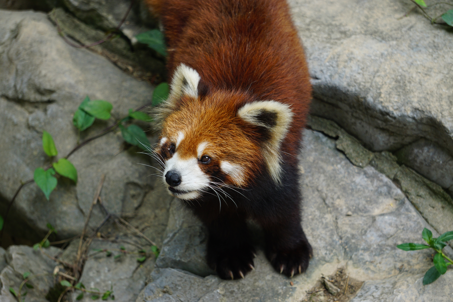 Red panda (Ailurus fulgens)