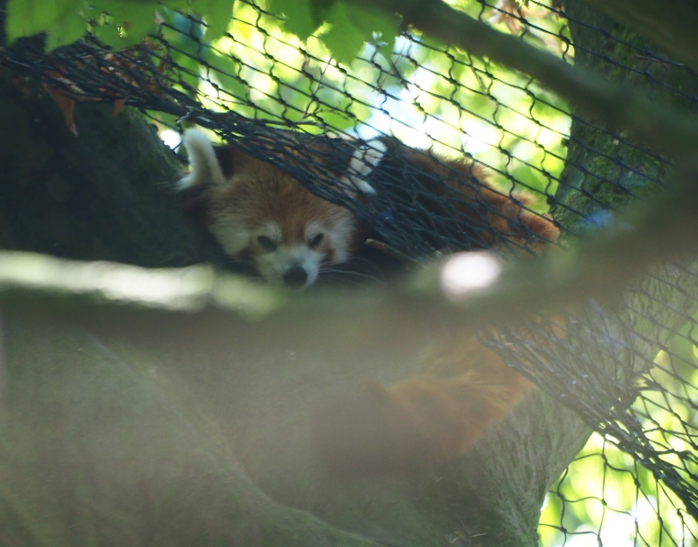 Red panda (Ailurus fulgens)