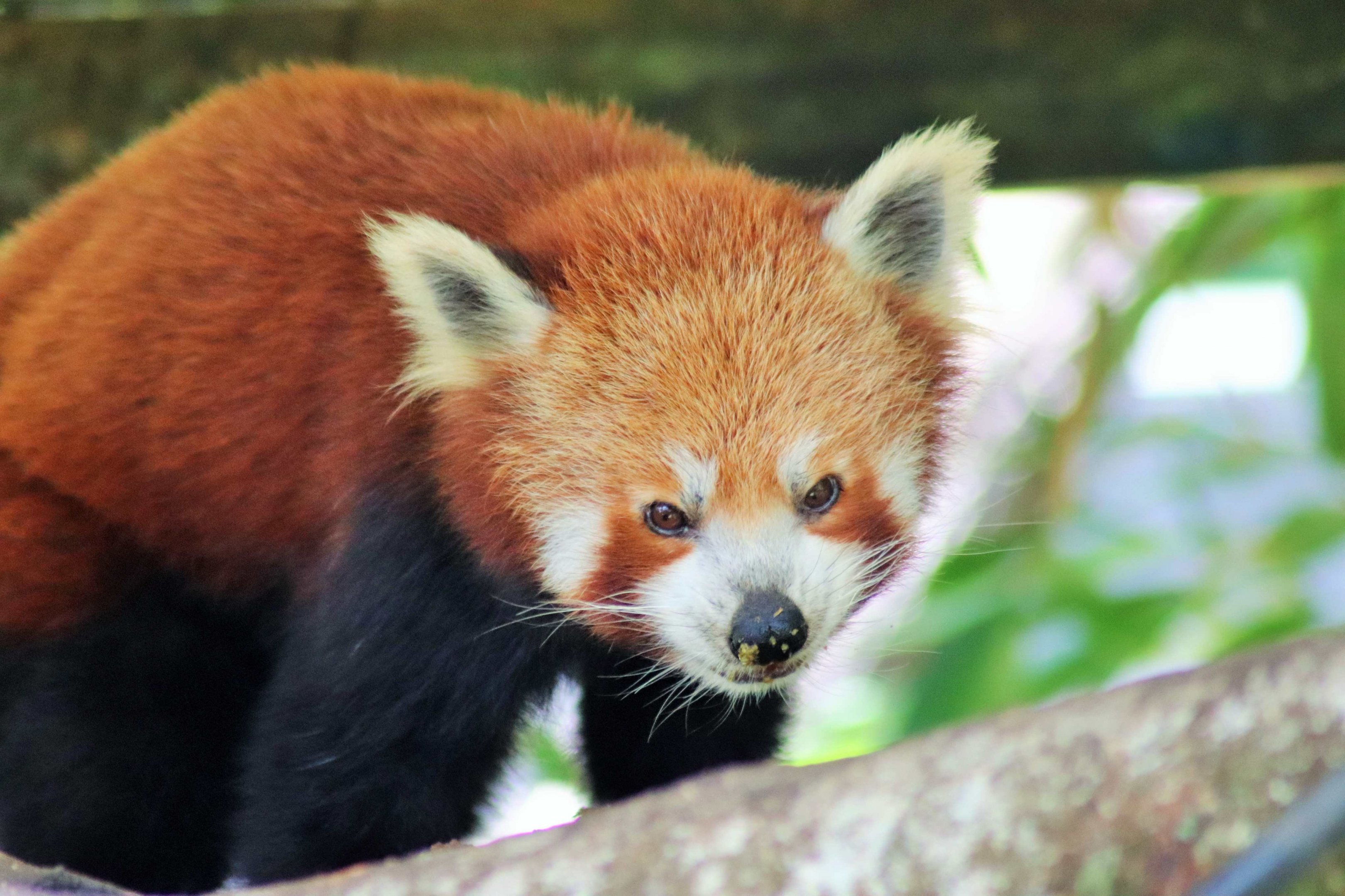 Red Panda (Ailurus fulgens)