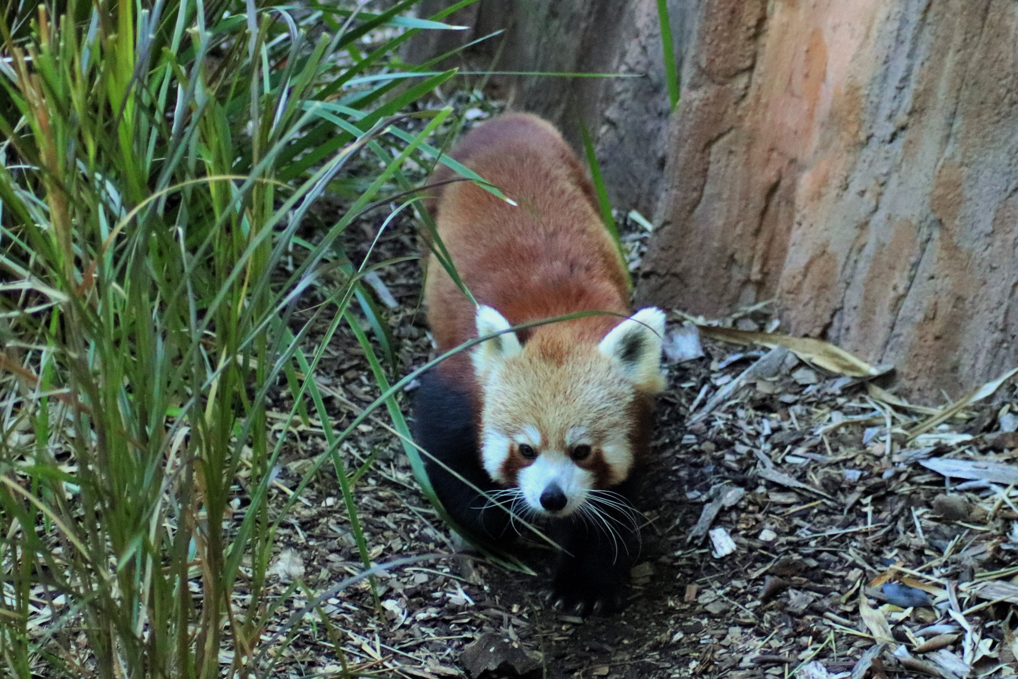 Red Panda (Ailurus fulgens)