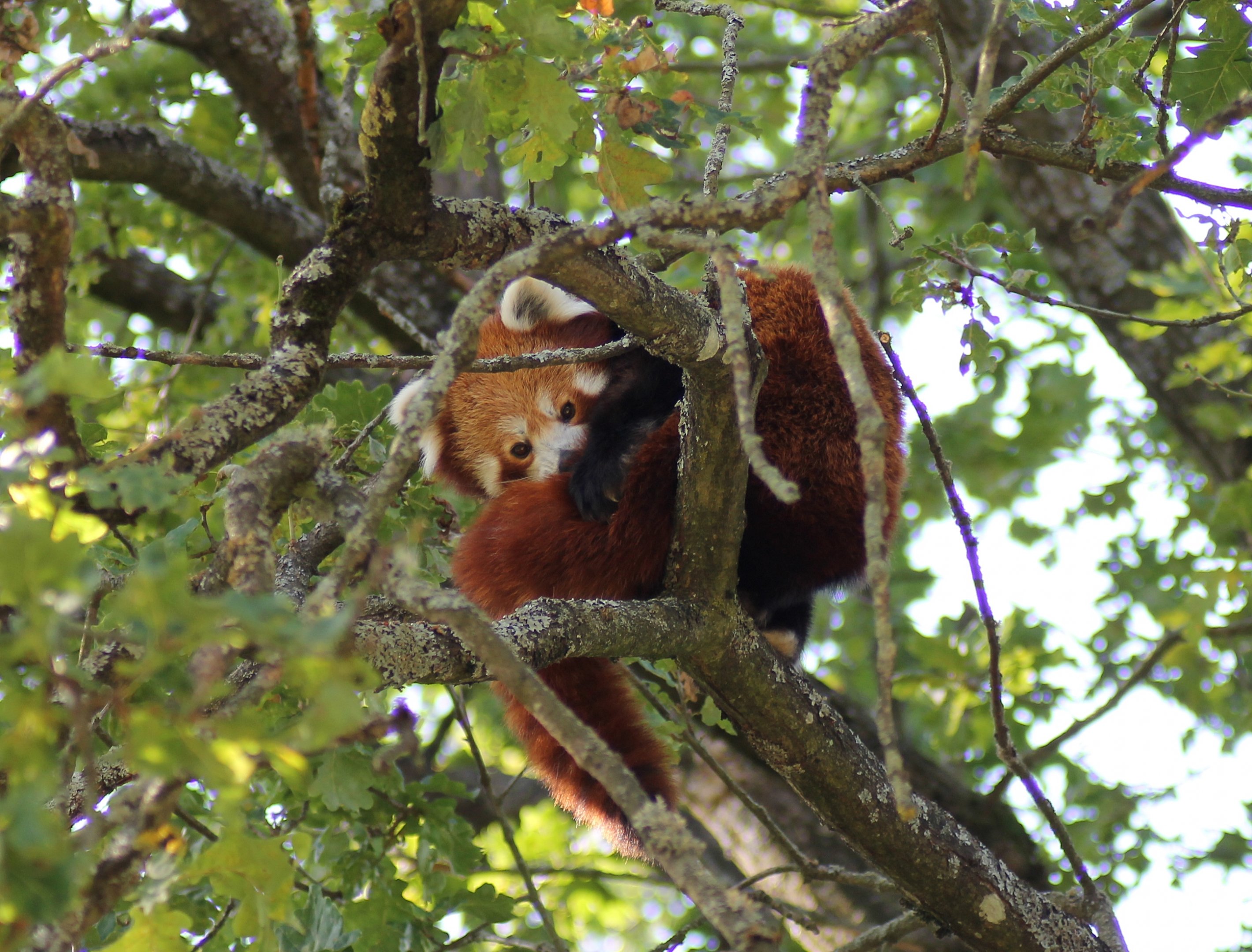 Red panda (Ailurus fulgens)