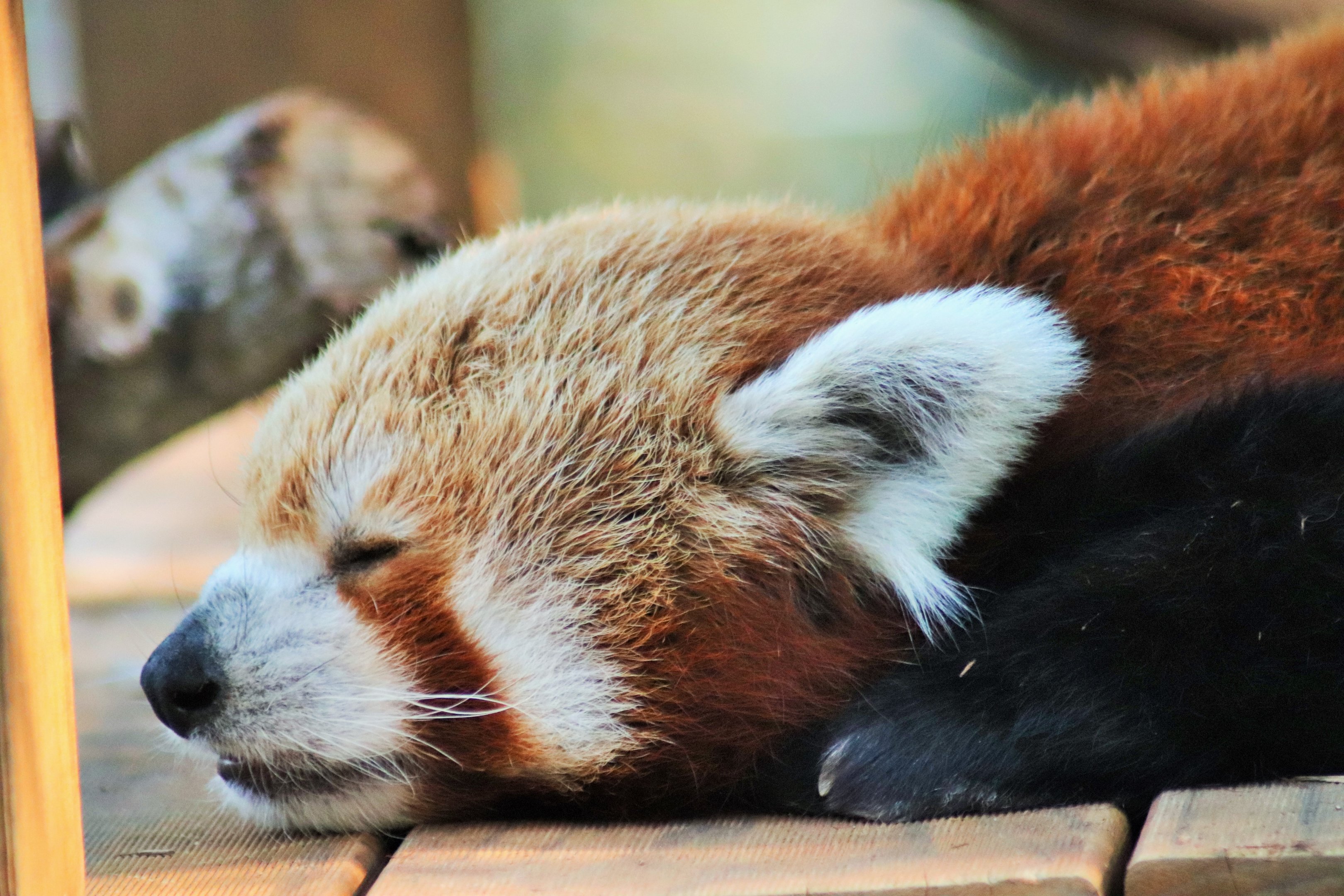 Red Panda (Ailurus fulgens)