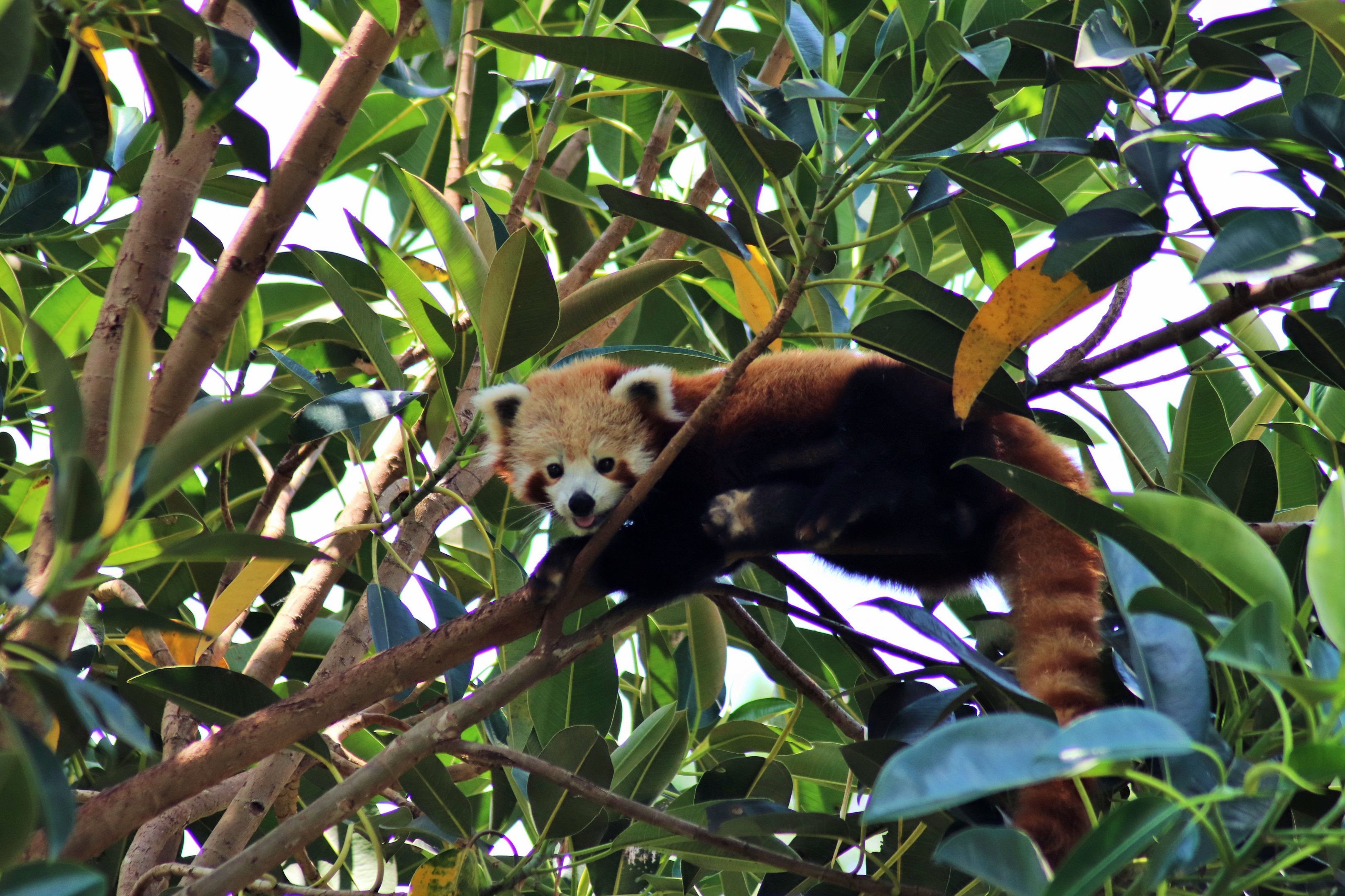 Red Panda (Ailurus fulgens)