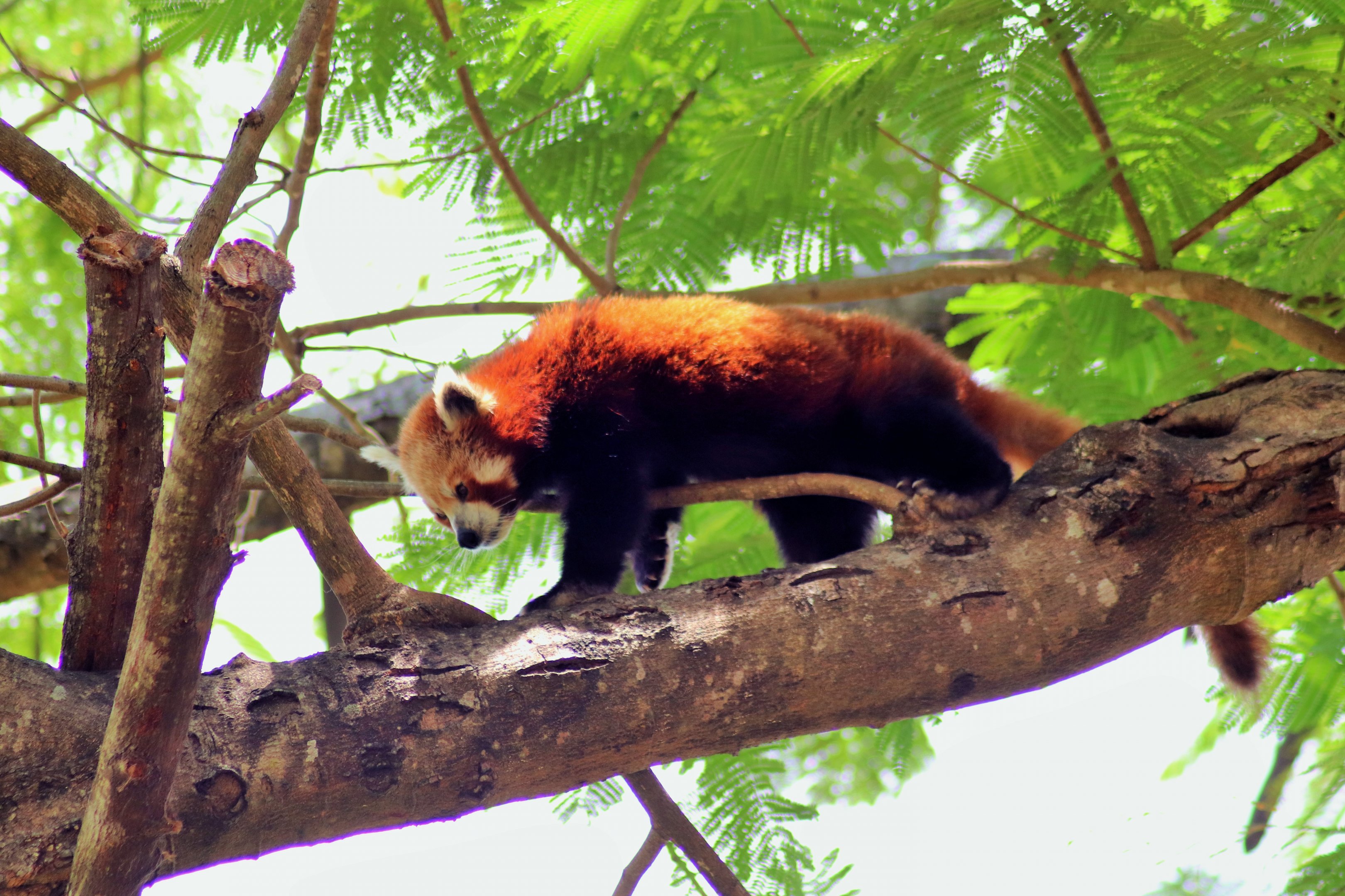 Red Panda (Ailurus fulgens)