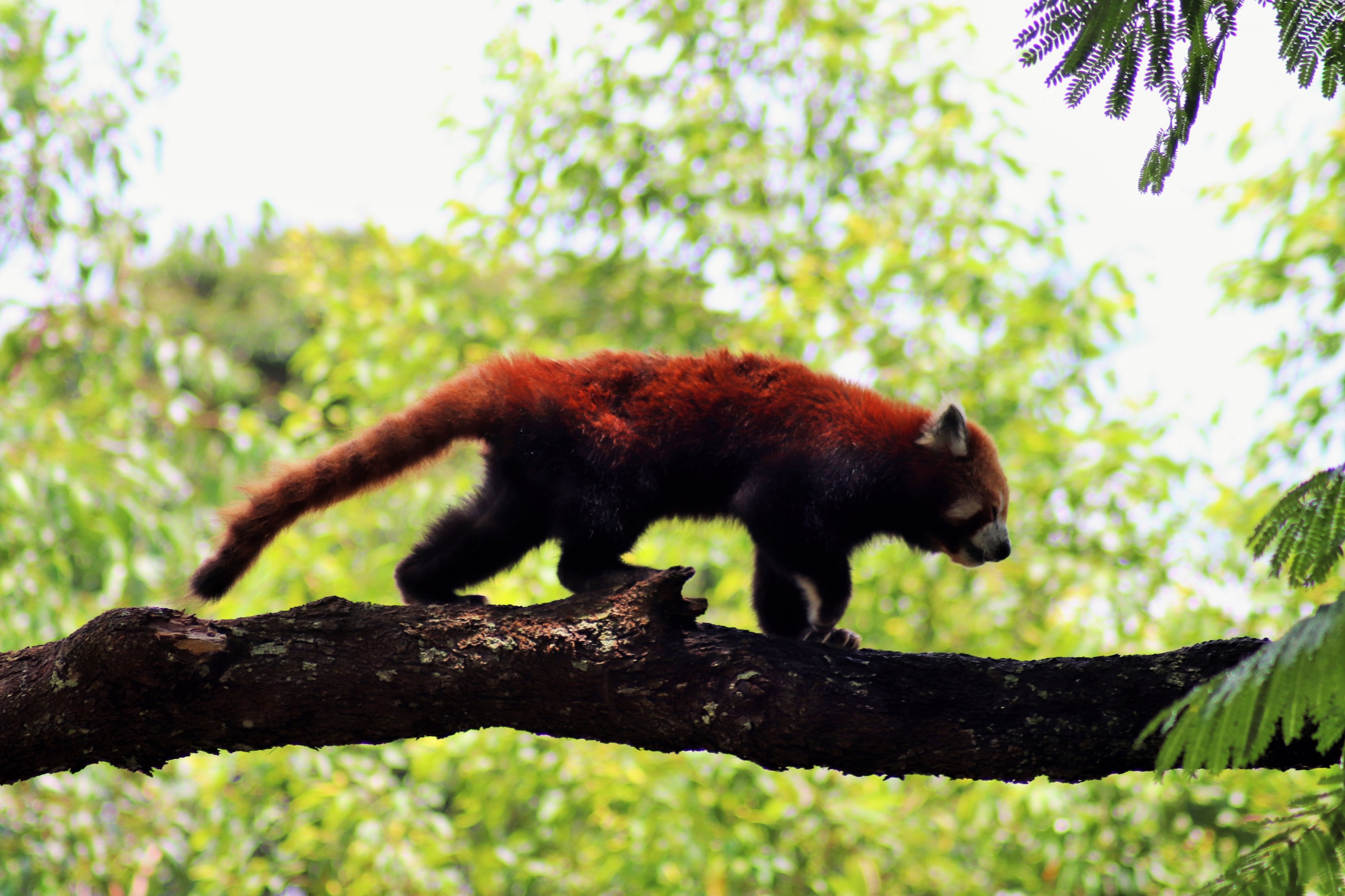 Red Panda (Ailurus fulgens)