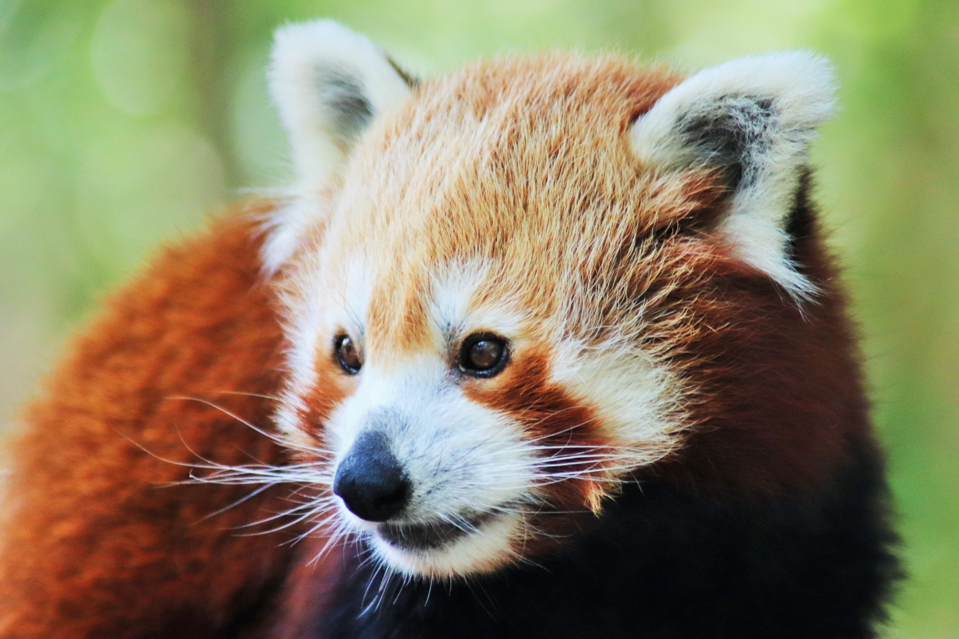 Red Panda (Ailurus fulgens)