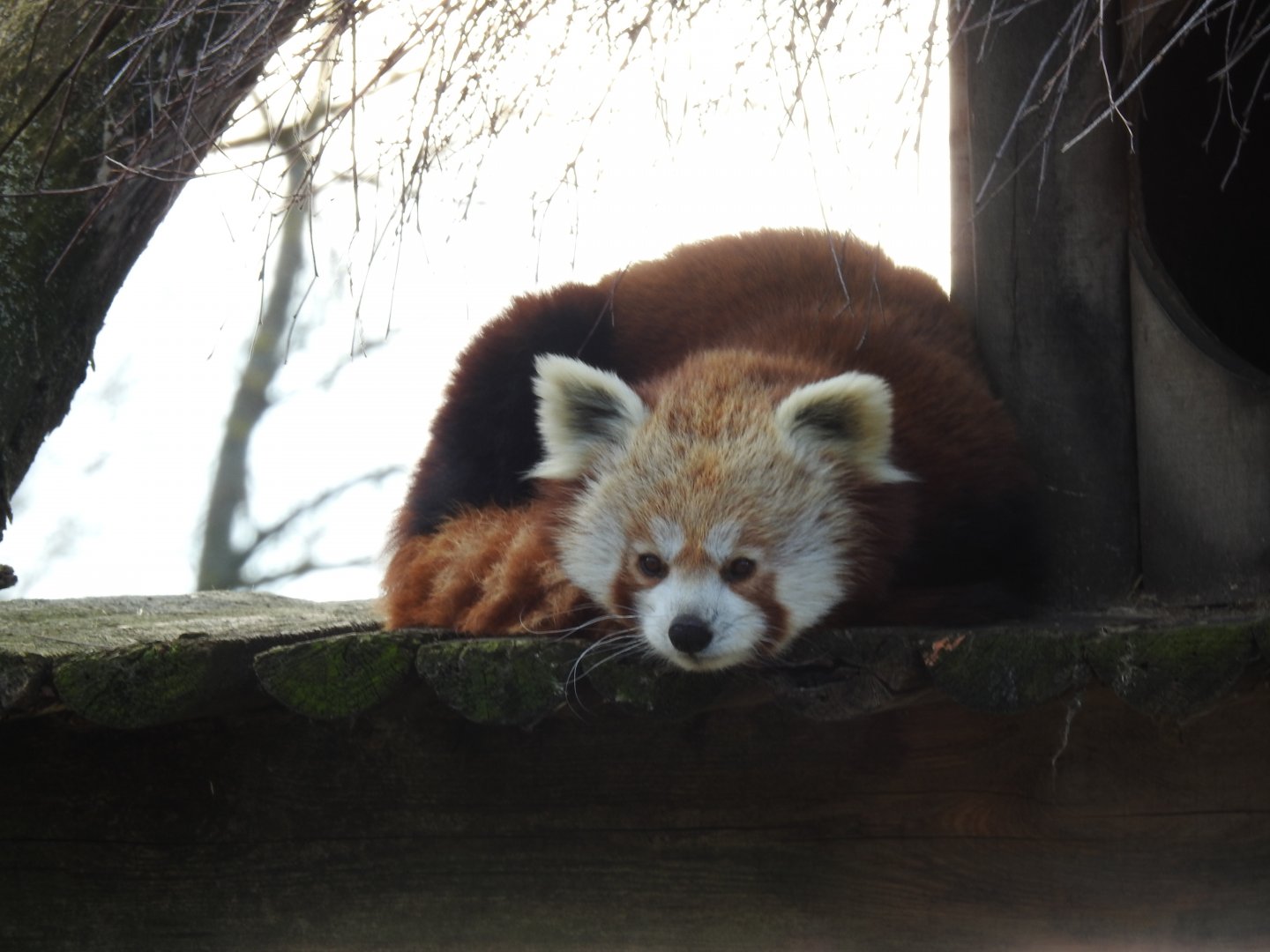 Red panda(Ailurus fulgens)