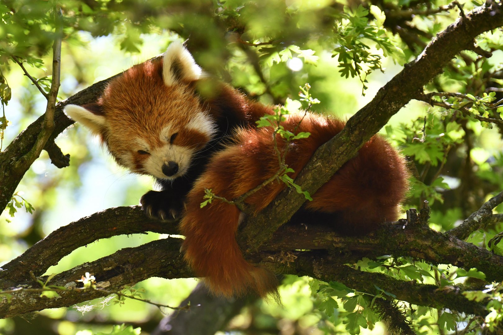 Red panda (Ailurus fulgens)