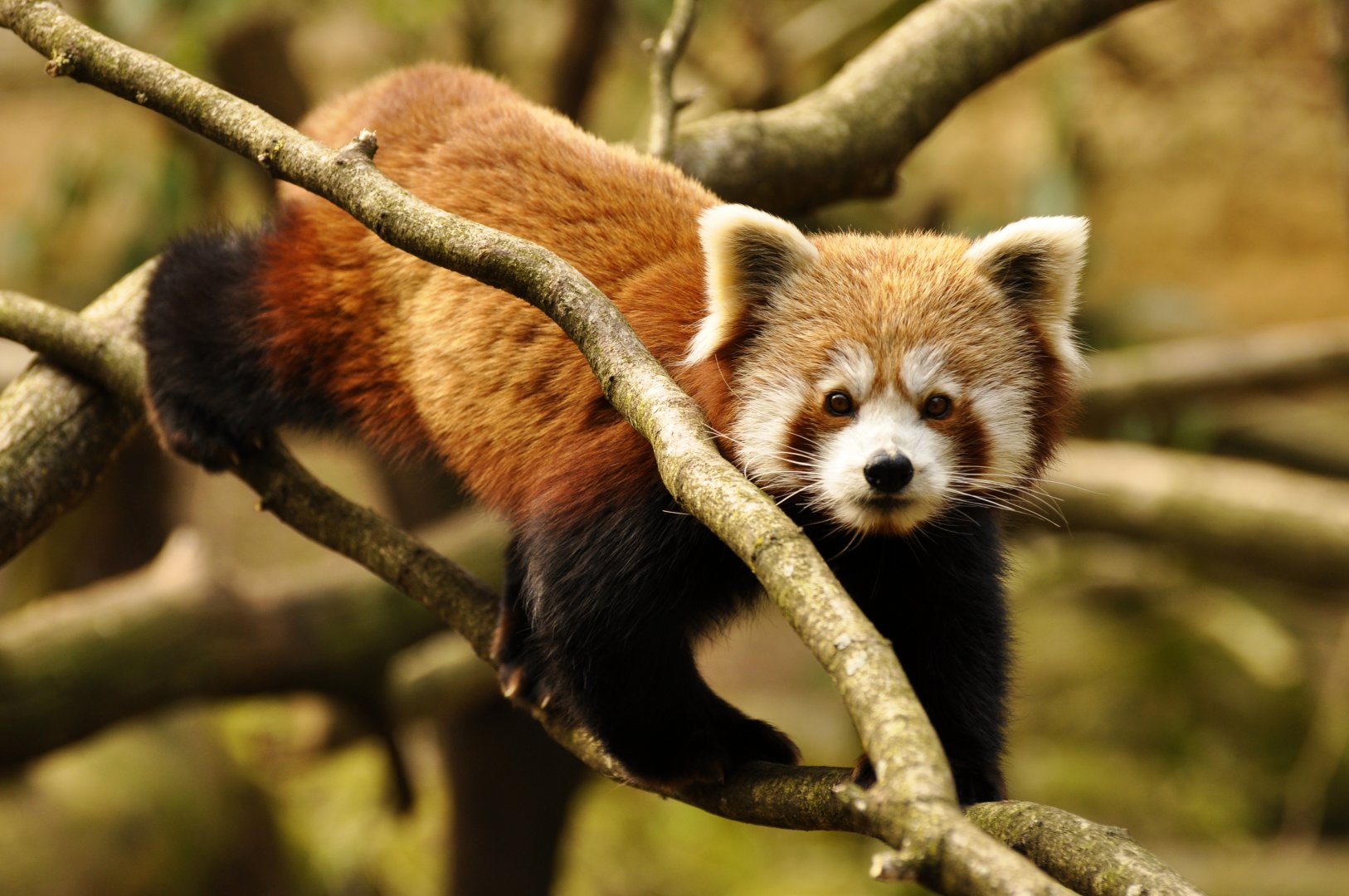 Red panda (Ailurus fulgens)