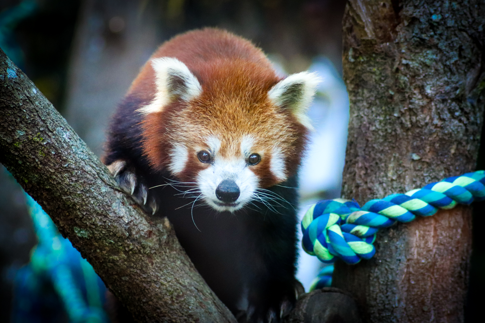 Red Panda (Ailurus fulgens)