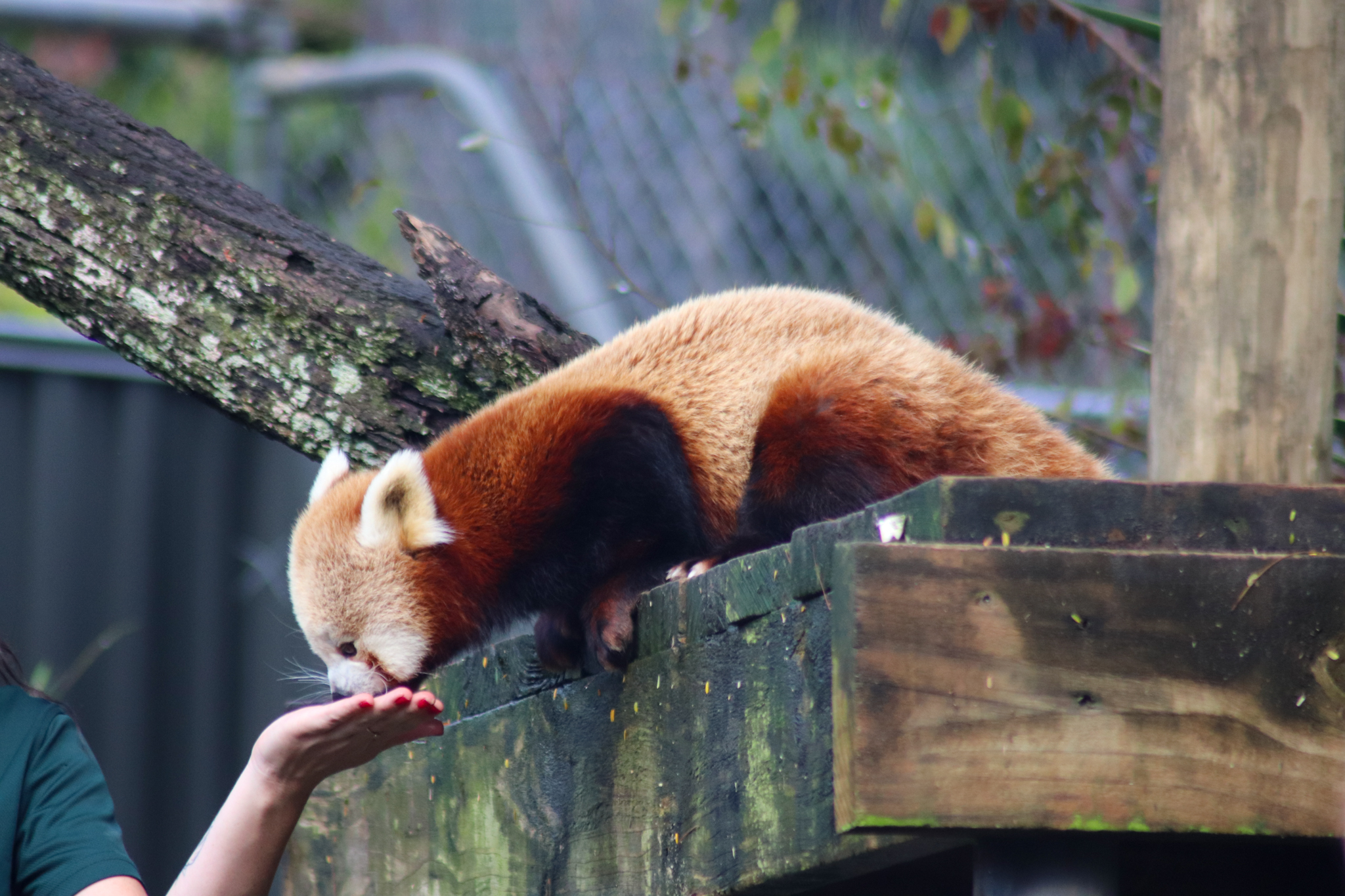 Red Panda (Ailurus fulgens)