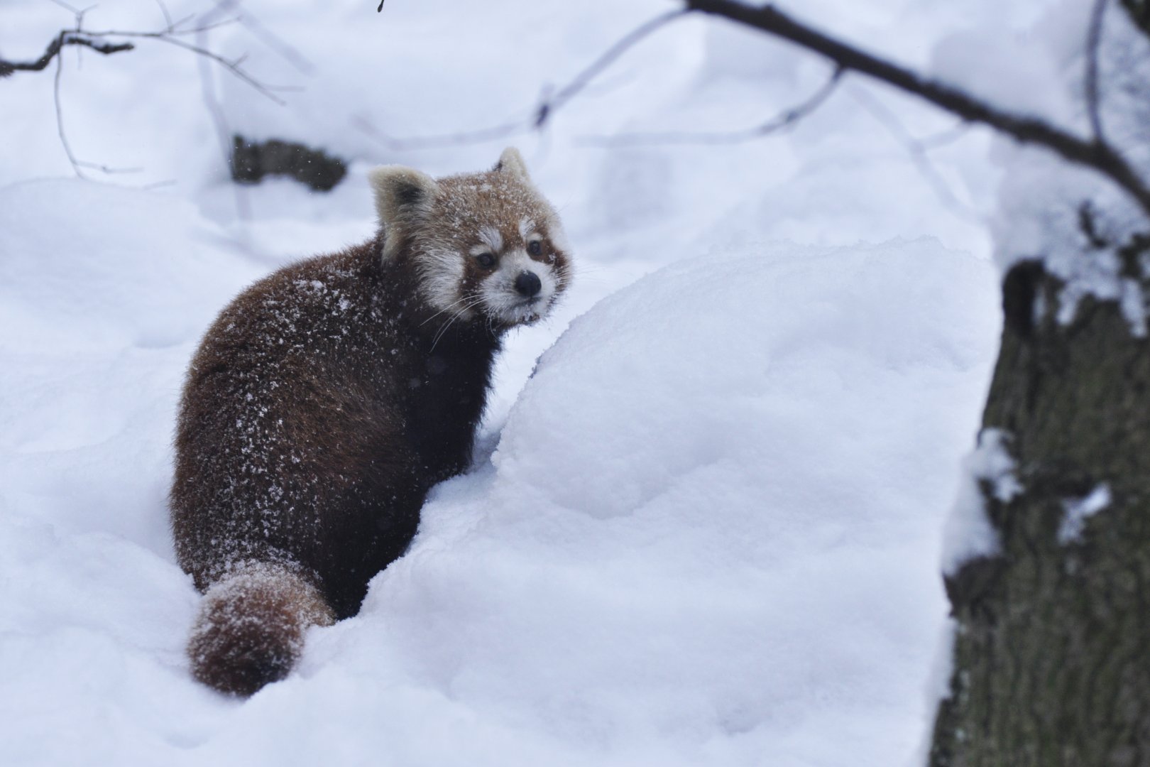 Red panda (Ailurus fulgens)