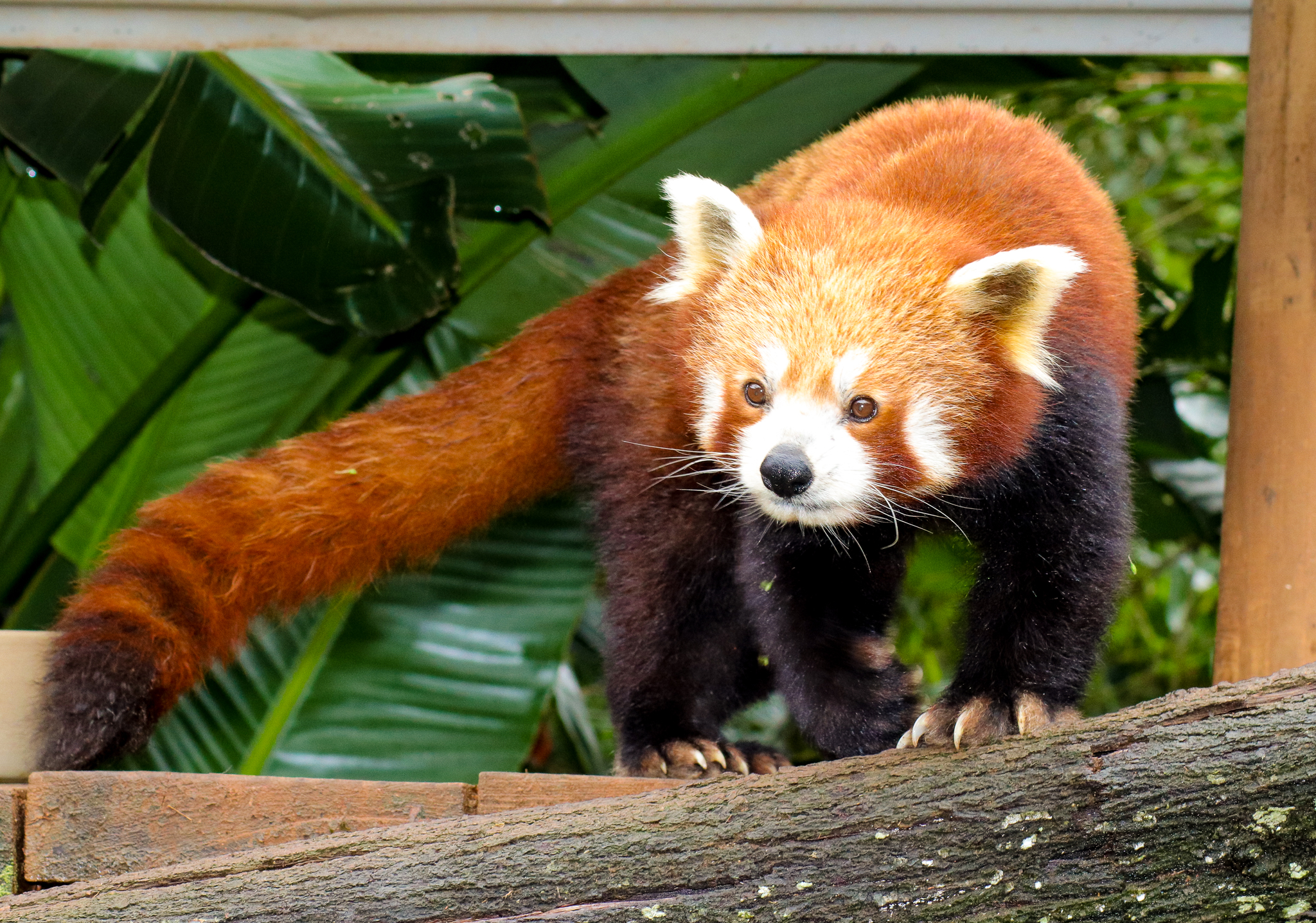 Red Panda (Ailurus fulgens)