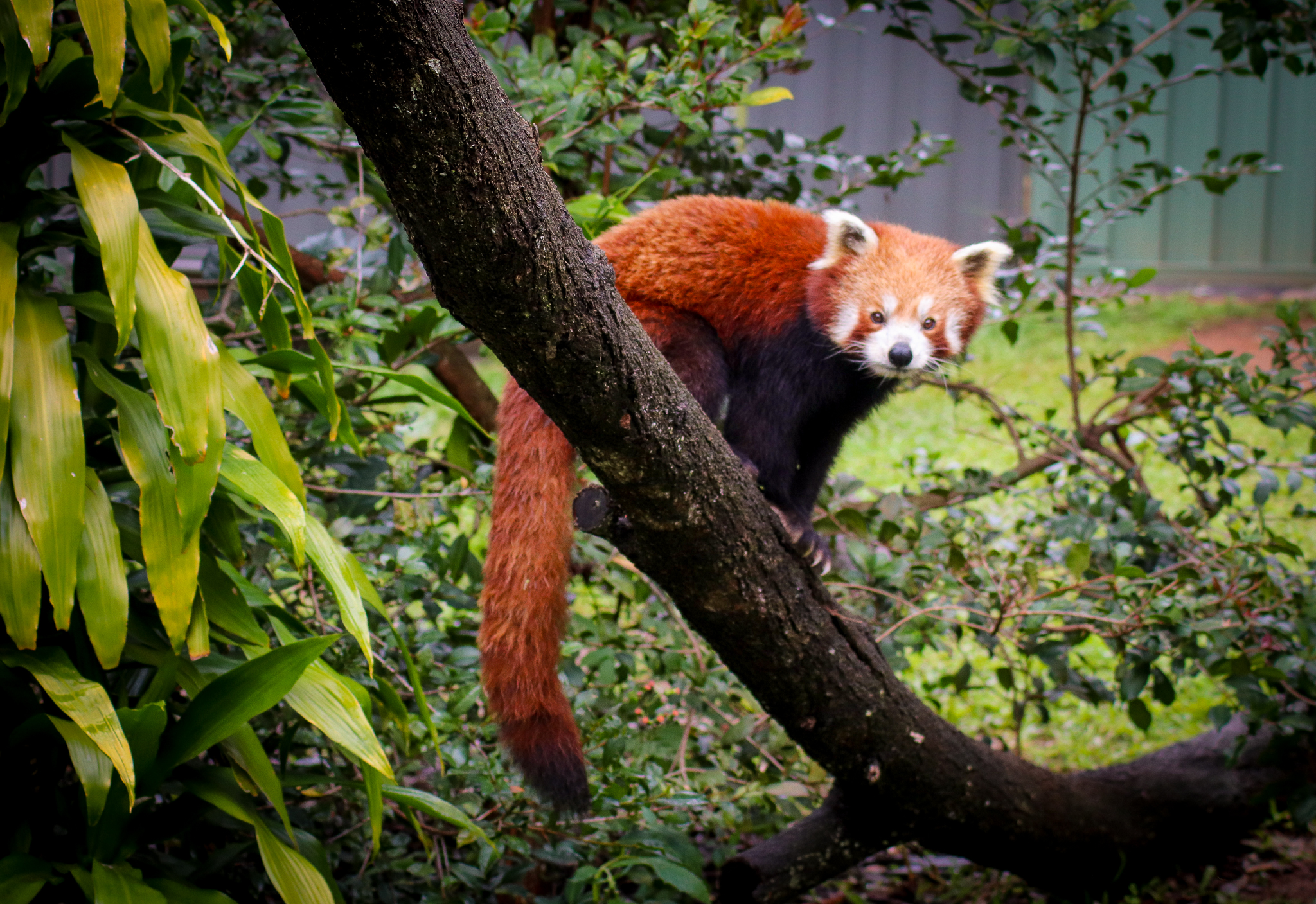 Red Panda (Ailurus fulgens)