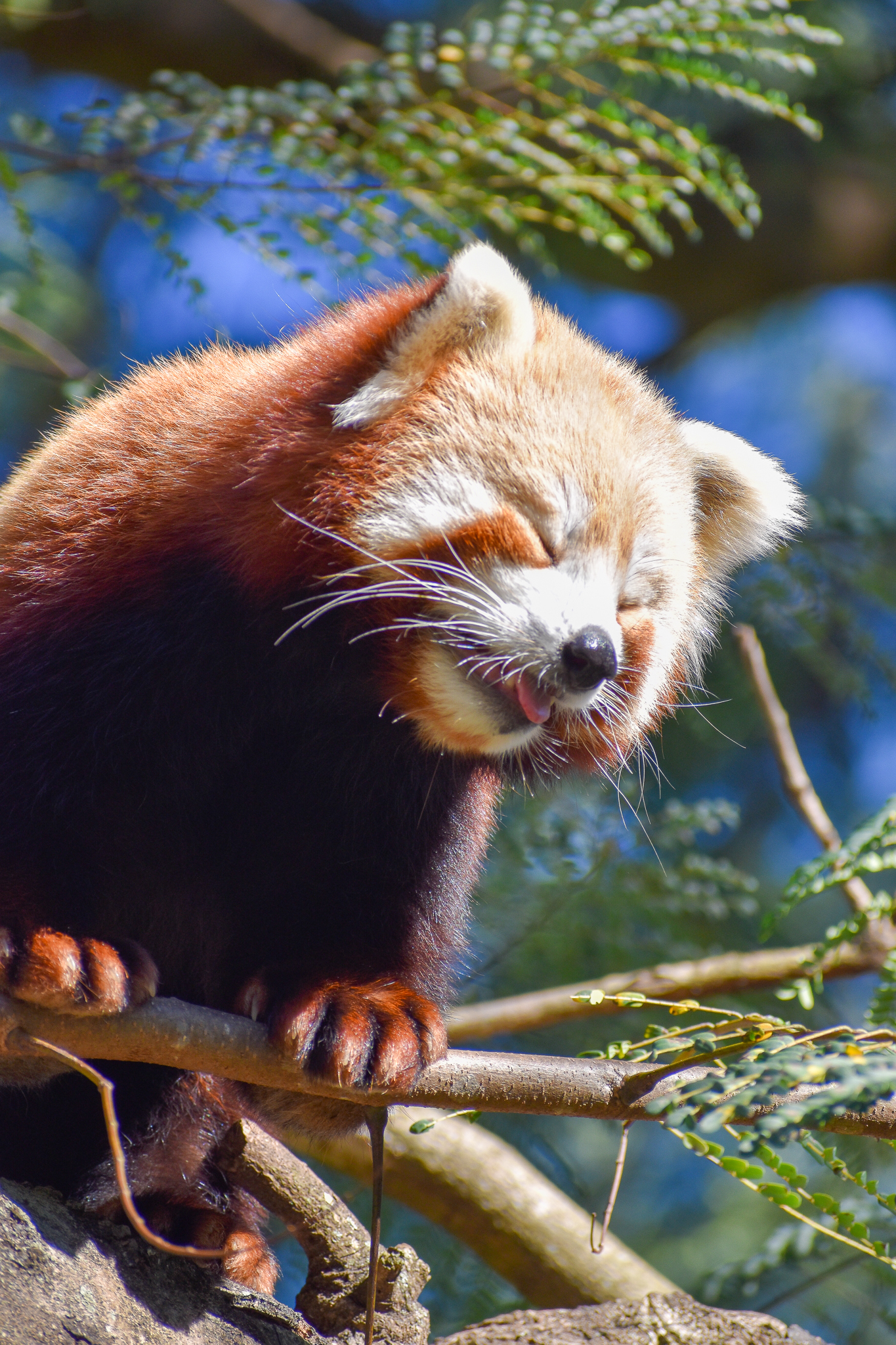 Red Panda (Ailurus fulgens)
