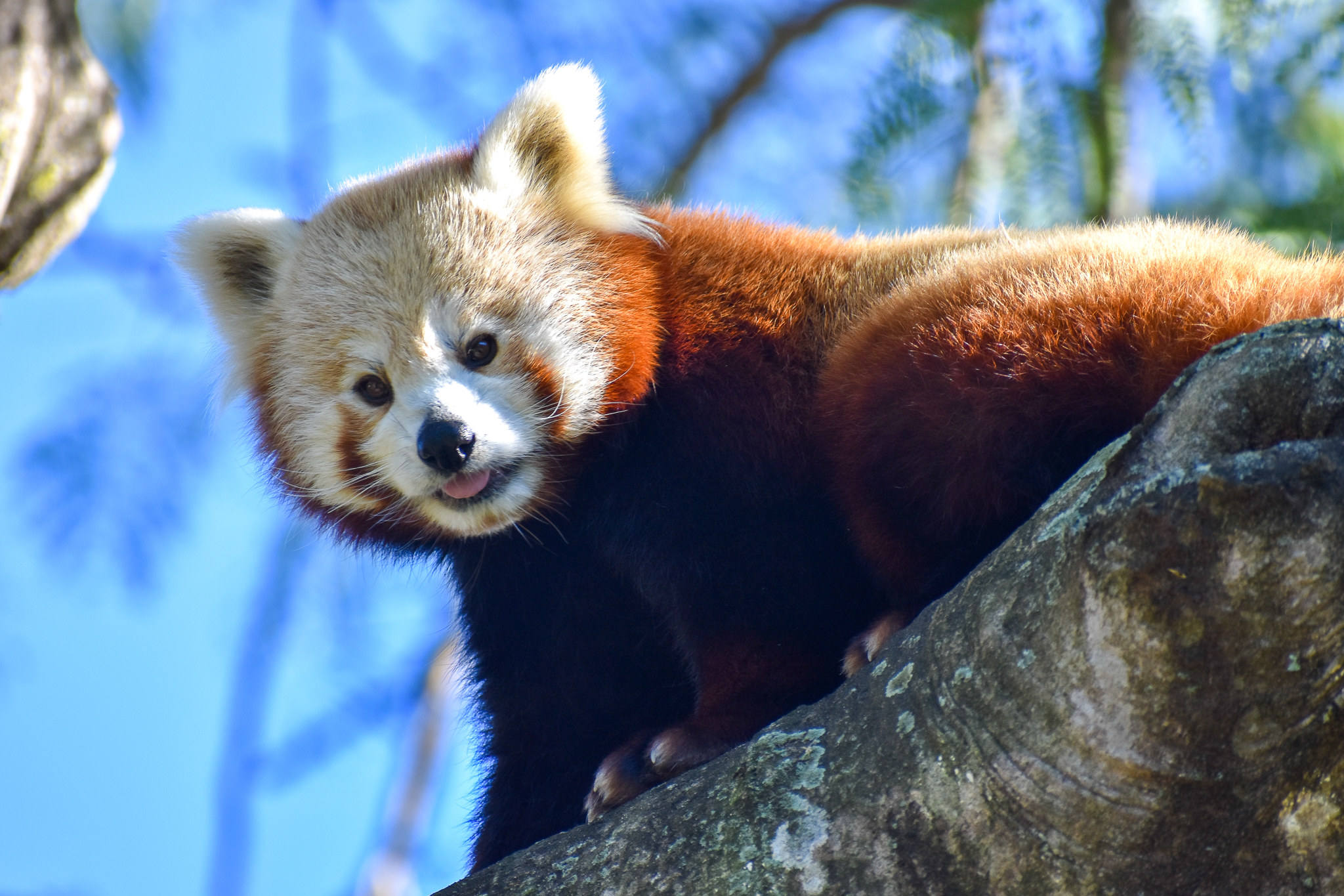 Red Panda (Ailurus fulgens)