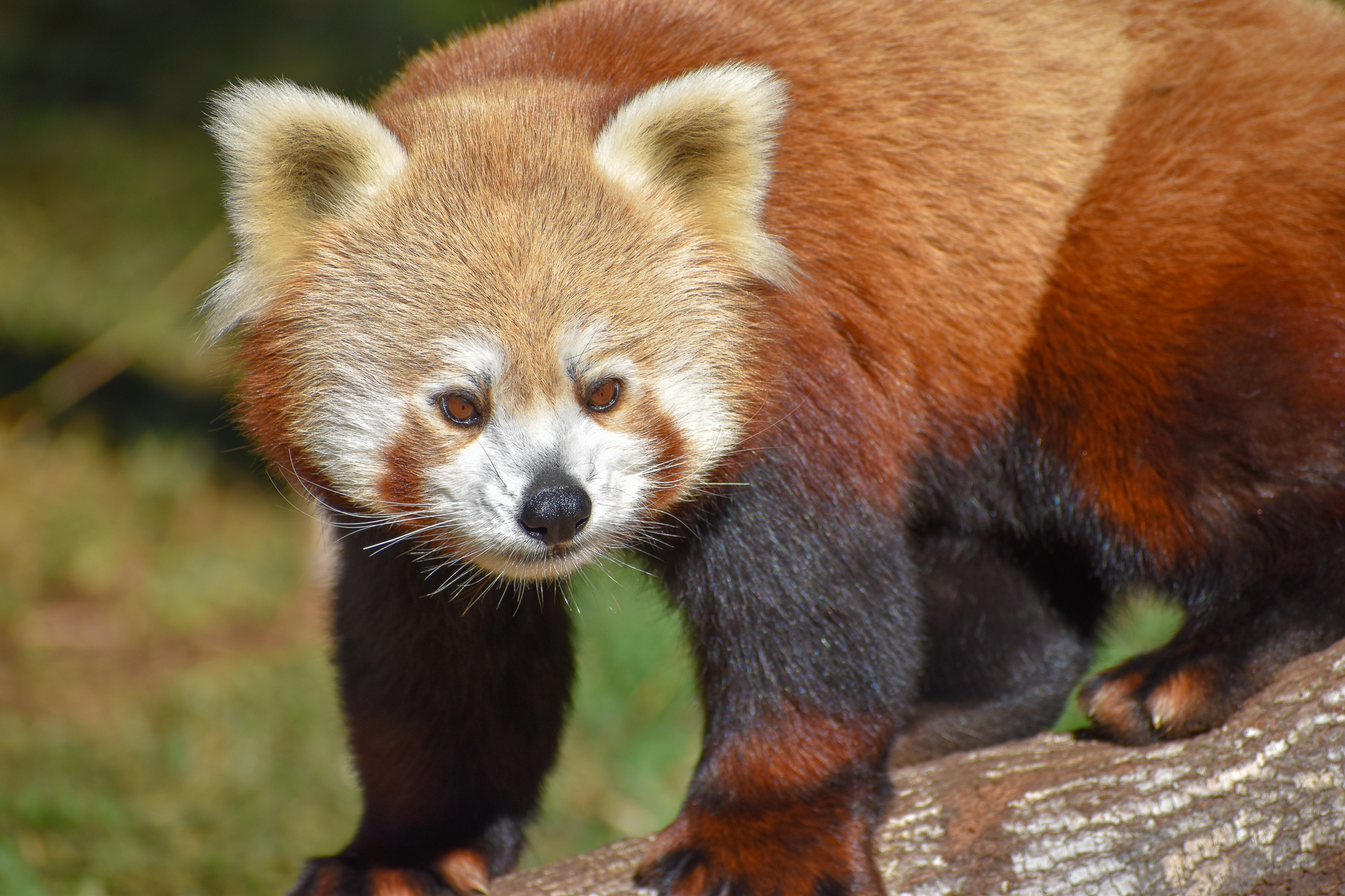 Red Panda (Ailurus fulgens)