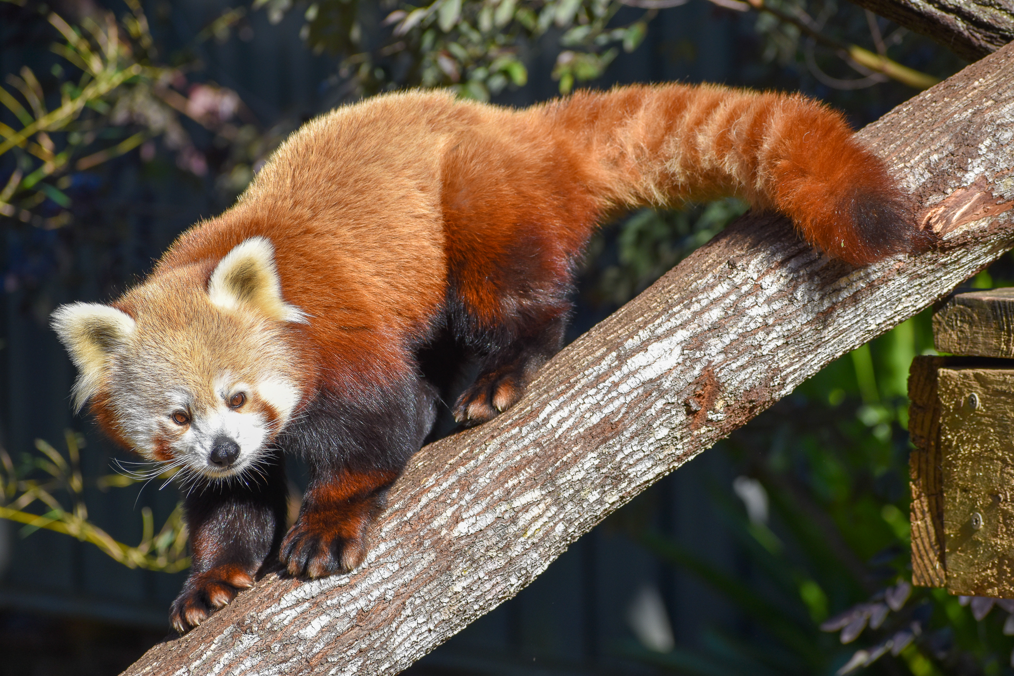 Red Panda (Ailurus fulgens)