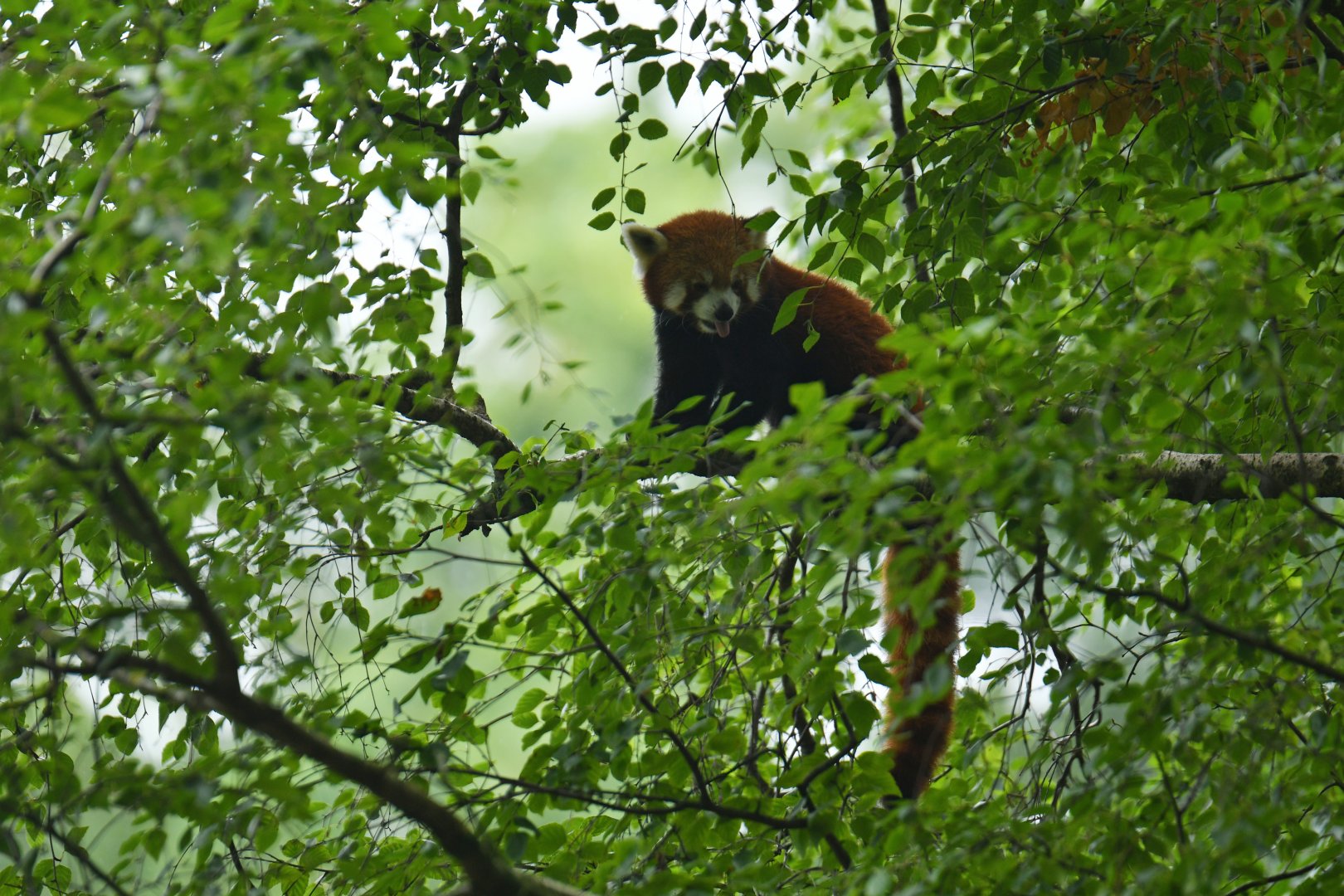 Red panda (Ailurus fulgens)