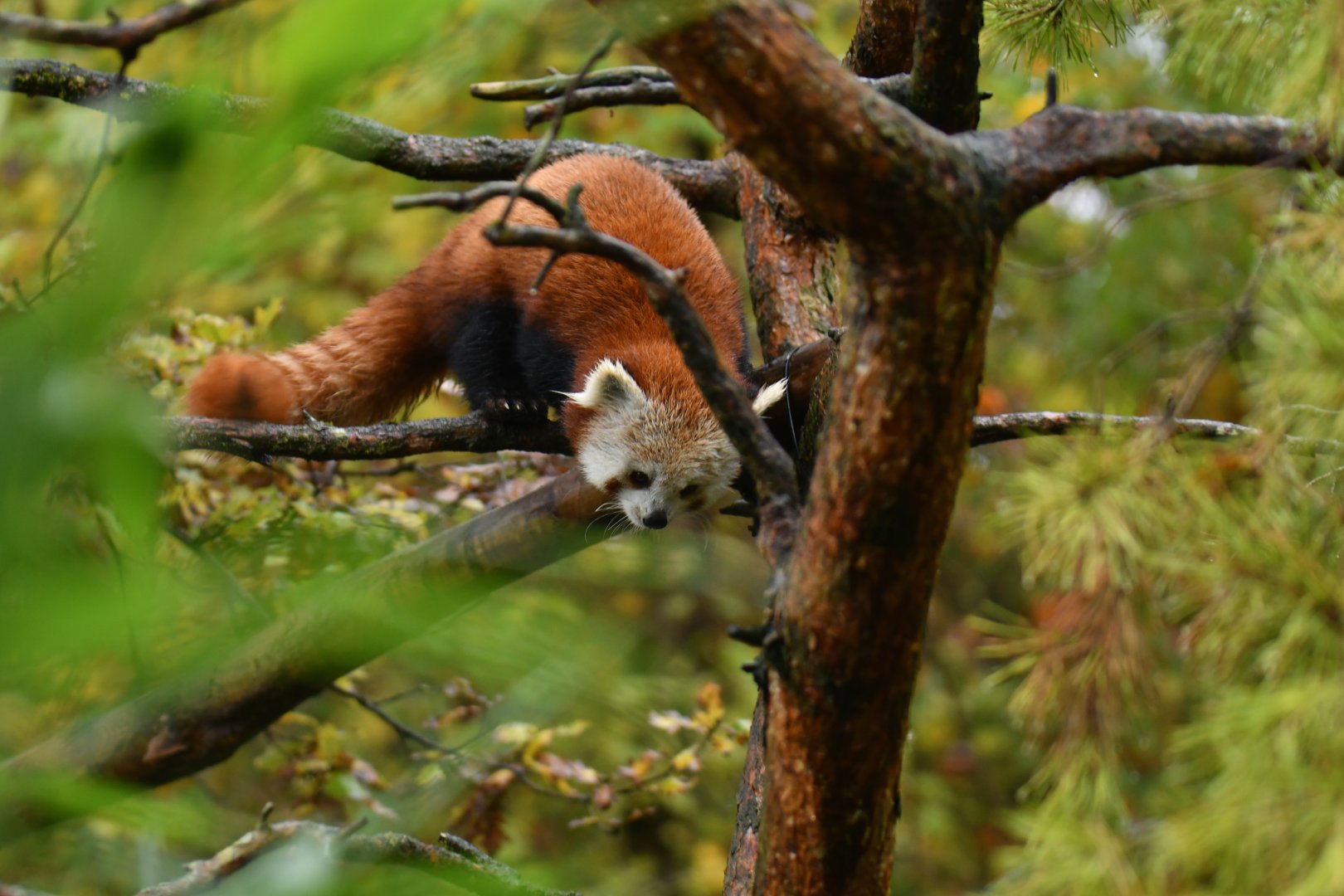 Red panda (Ailurus fulgens)