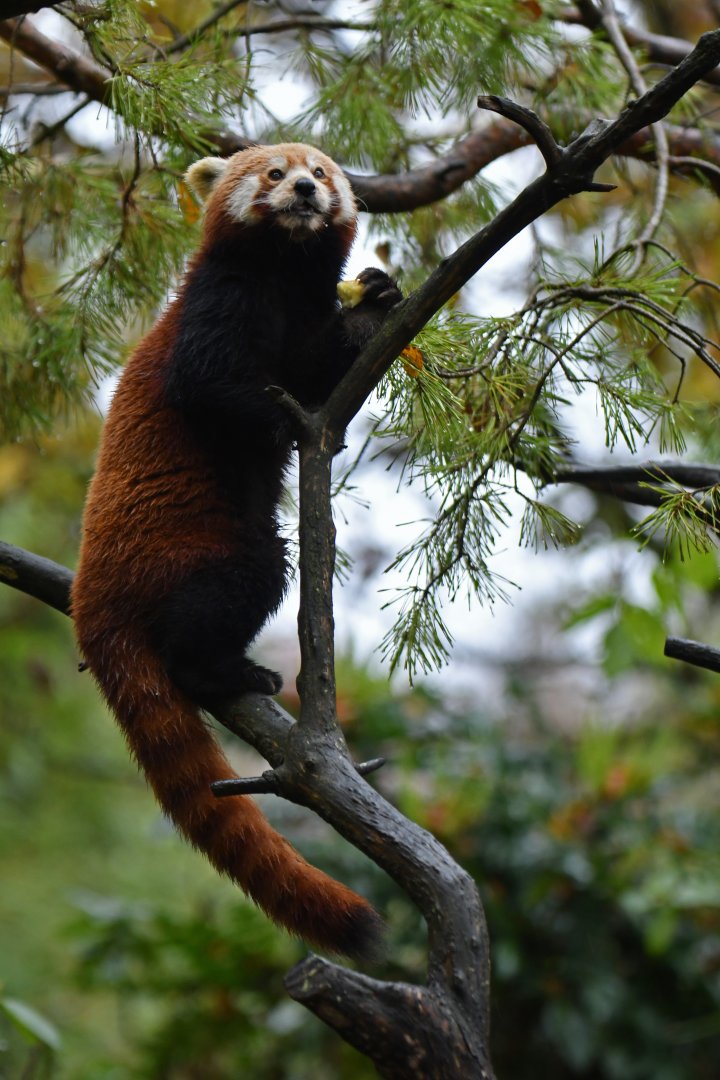 Red panda (Ailurus fulgens)