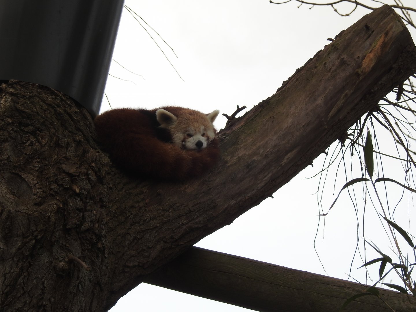 Red Panda (Ailurus fulgens)