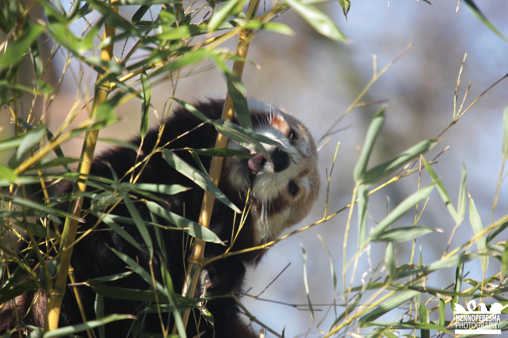 Red panda (Ailurus fulgens)