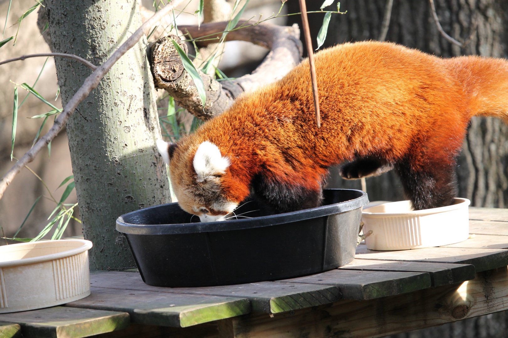 Red Panda (Ailurus fulgens)