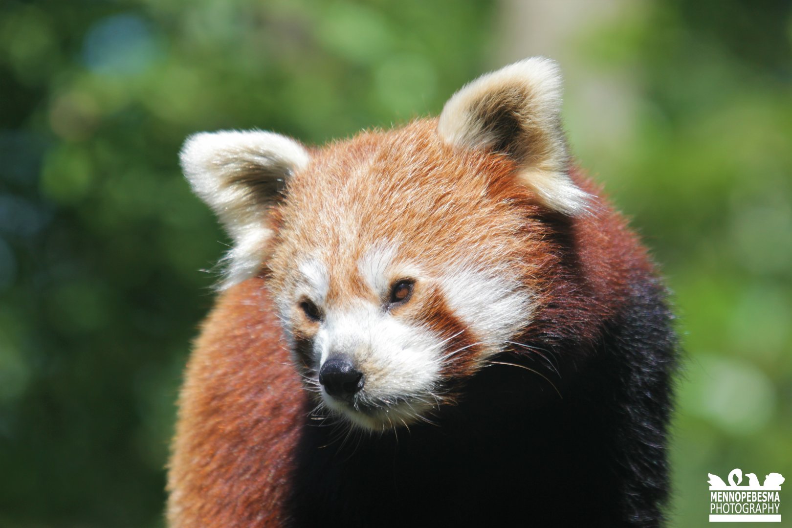 Red panda (Ailurus fulgens)