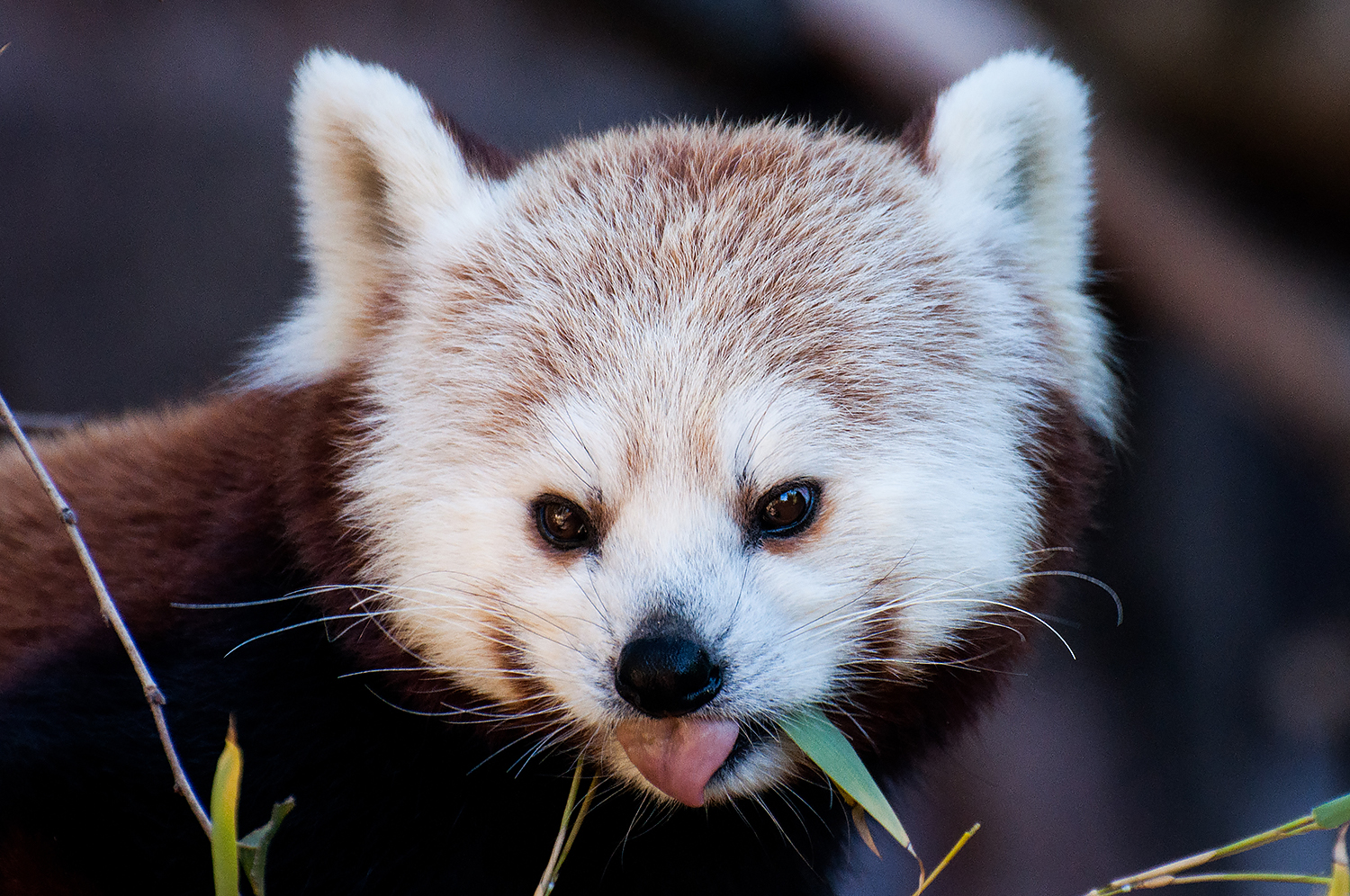 Red panda (Ailurus fulgens)