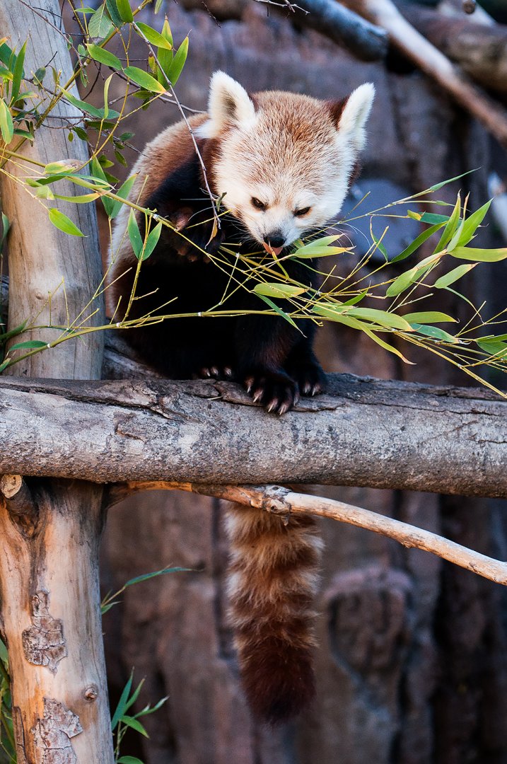 Red panda (Ailurus fulgens)