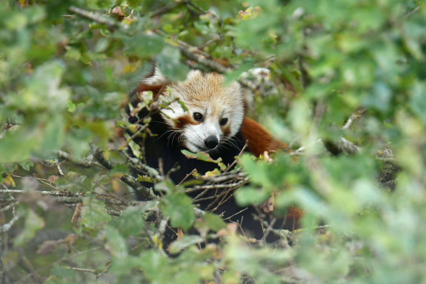 Red panda (Ailurus fulgens)