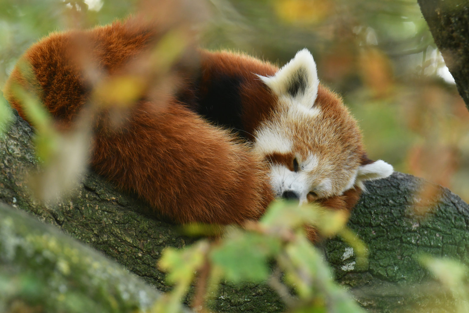Red panda (Ailurus fulgens)