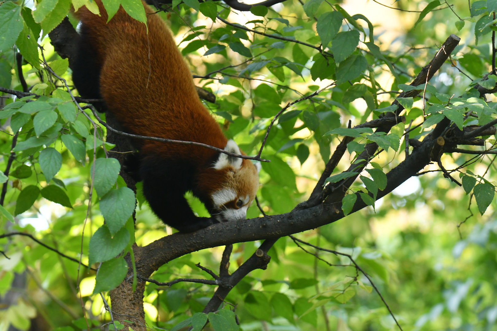 Red panda Ailurus fulgens