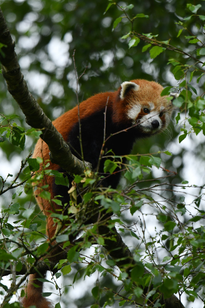 Red panda (Ailurus fulgens)