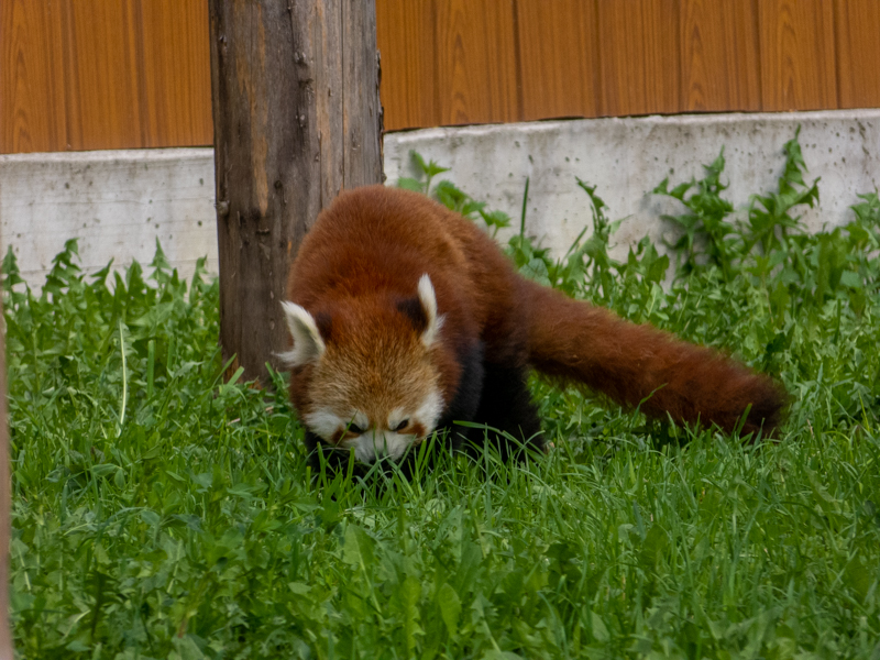 Red panda (Ailurus fulgens )