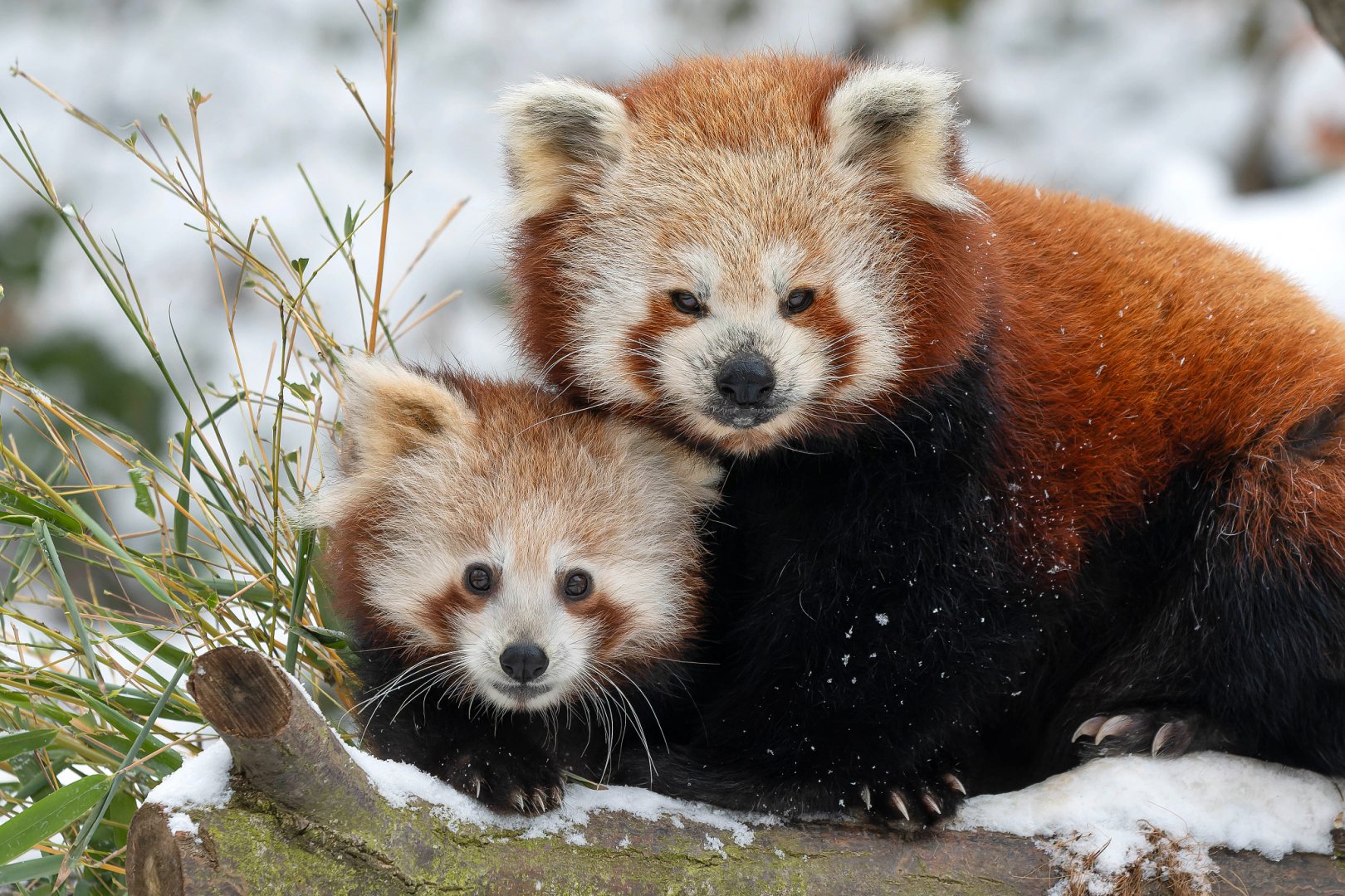Red panda (Ailurus fulgens)