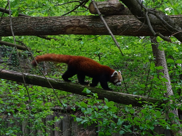 Red panda (Ailurus fulgens)