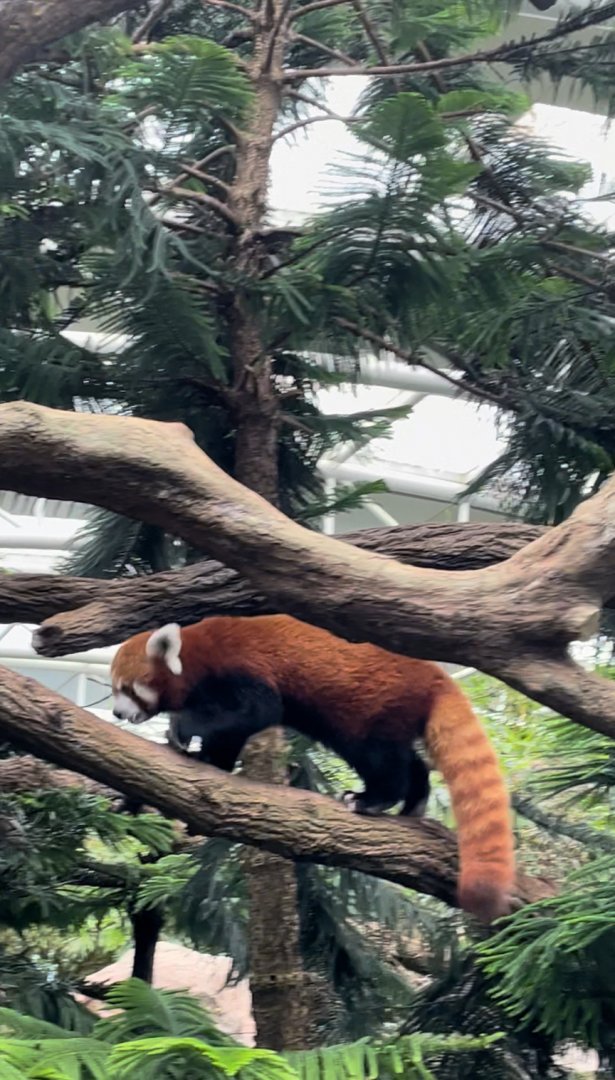 Red Panda (Ailurus fulgens)