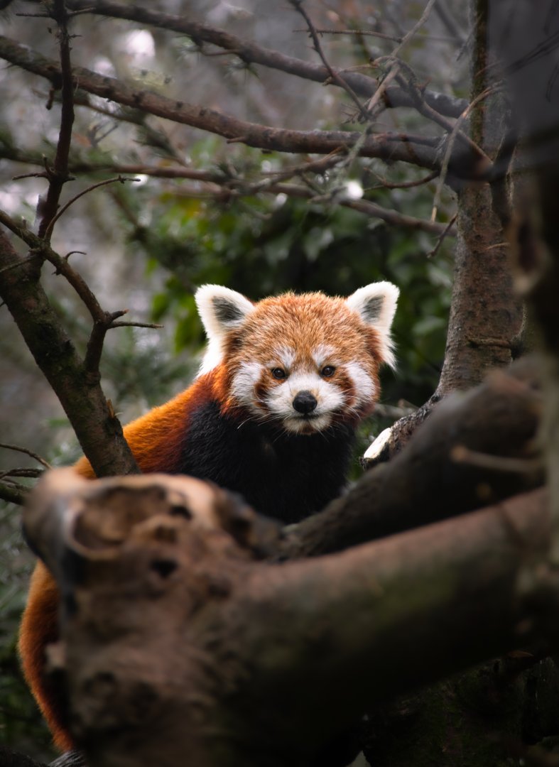 Red panda (Ailurus fulgens)