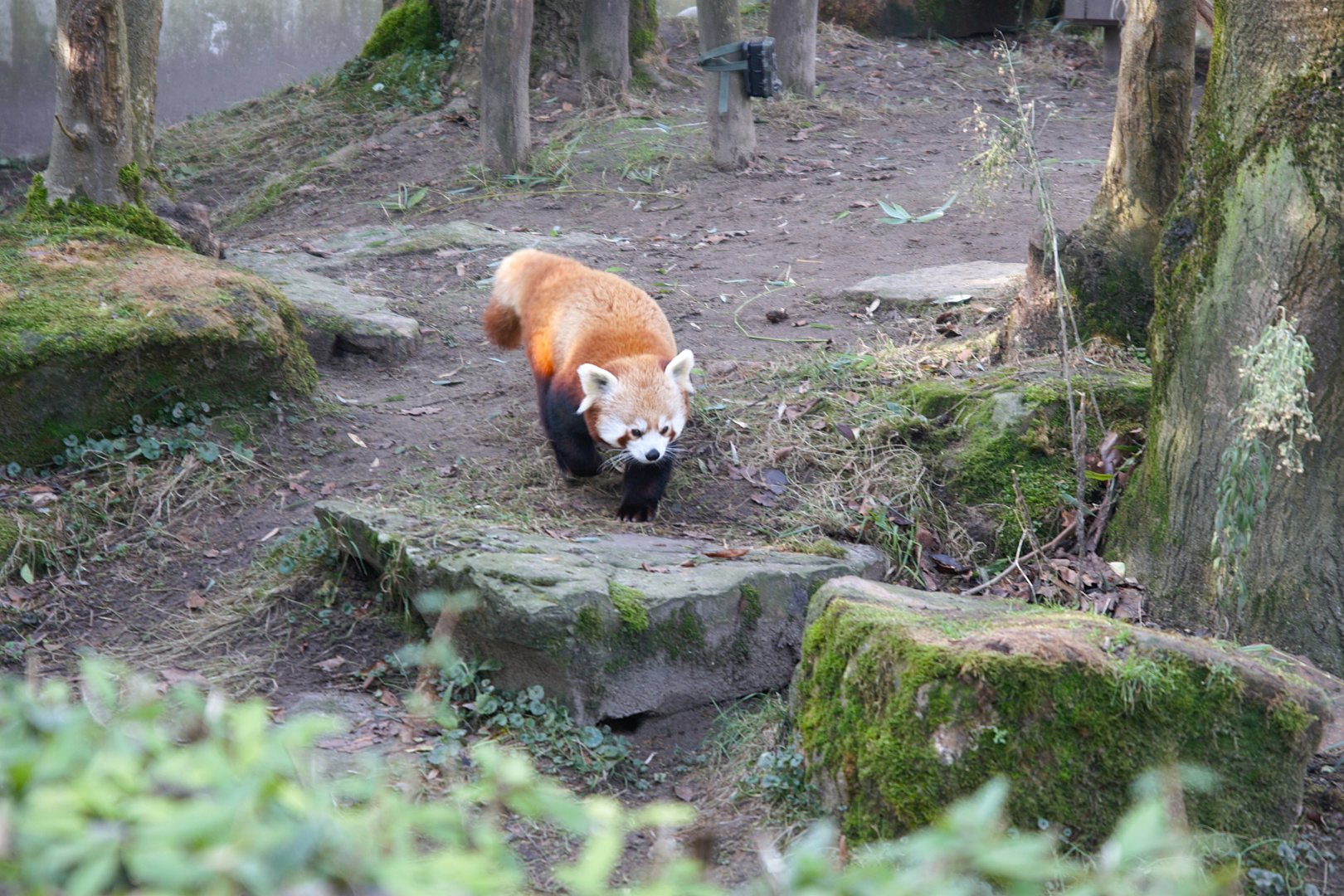 Red Panda (Ailurus fulgens)