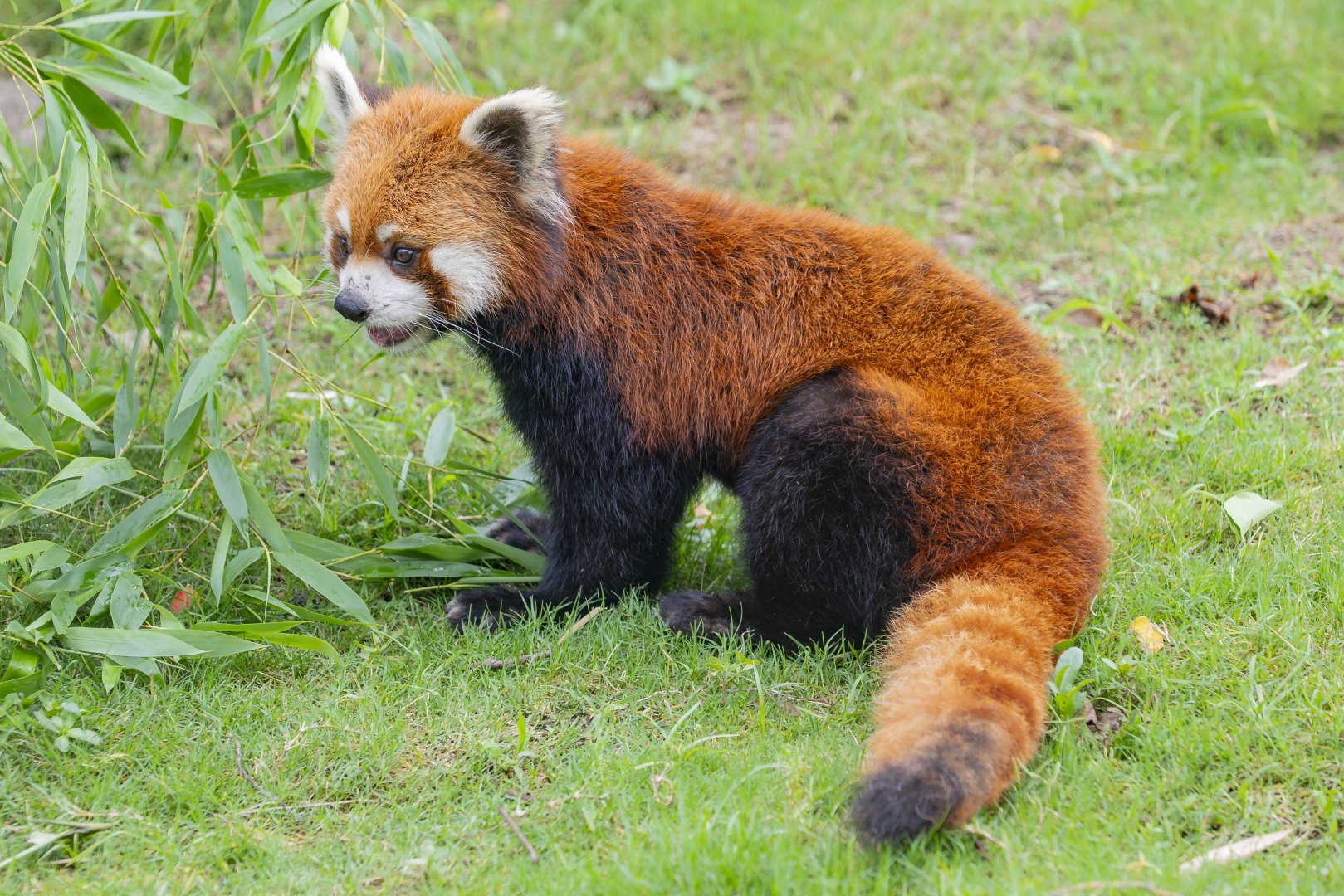 red panda (Ailurus fulgens)