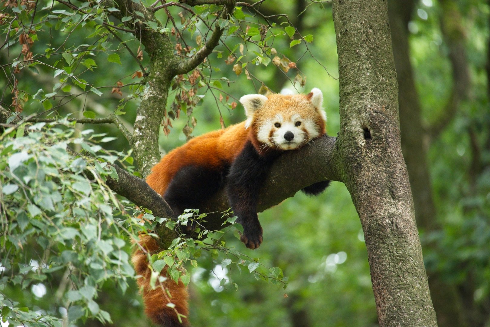 Red Panda (Ailurus fulgens)