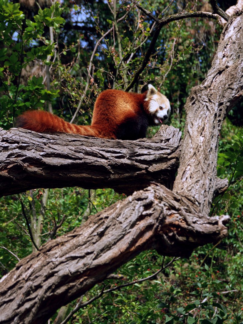 Red panda (Ailurus fulgens)