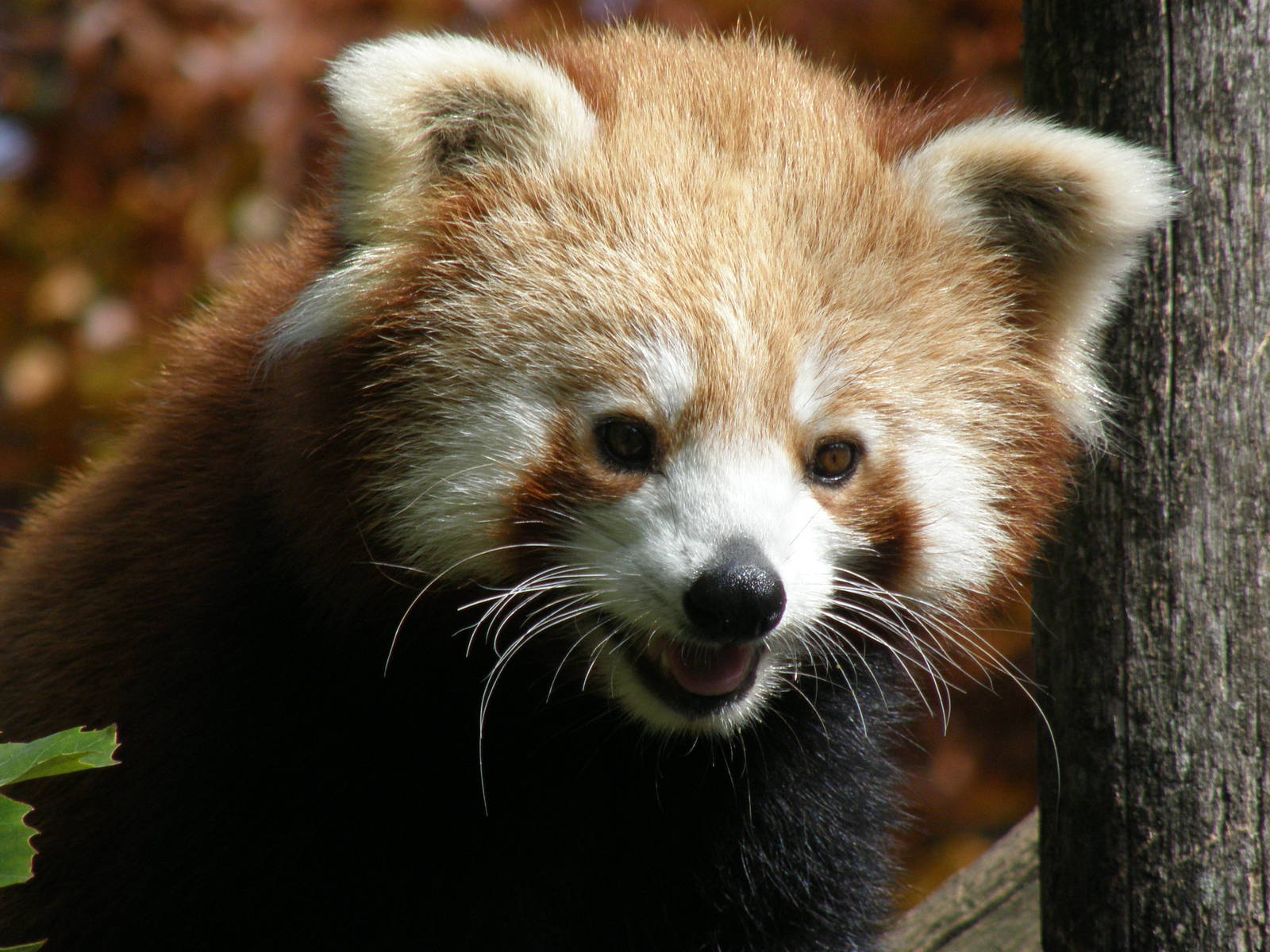 Red panda (Ailurus fulges)
