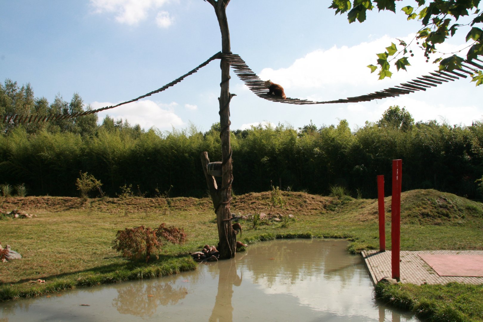 Red panda and Asian small-clawed otter enclosure