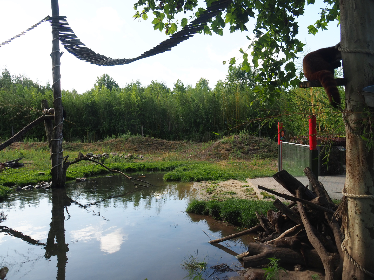Red panda and Asian small-clawed otter exhibit, 2019-06-01