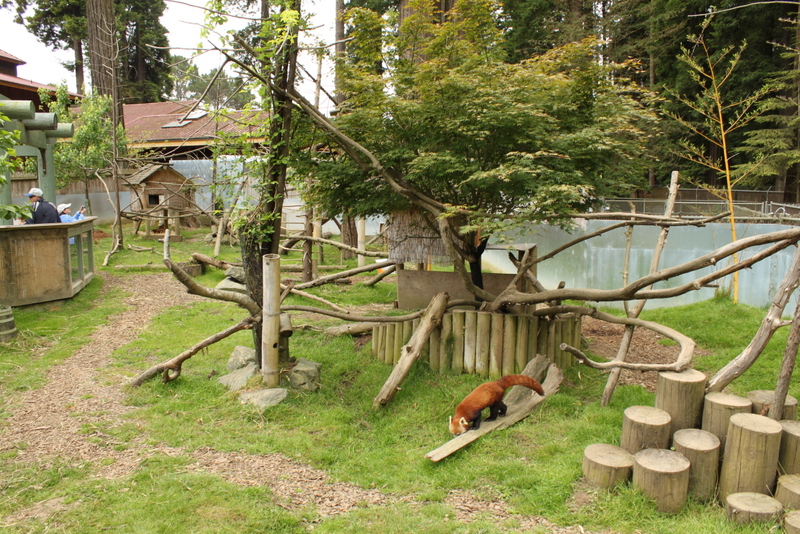 Red Panda and Indian Muntjac Exhibit