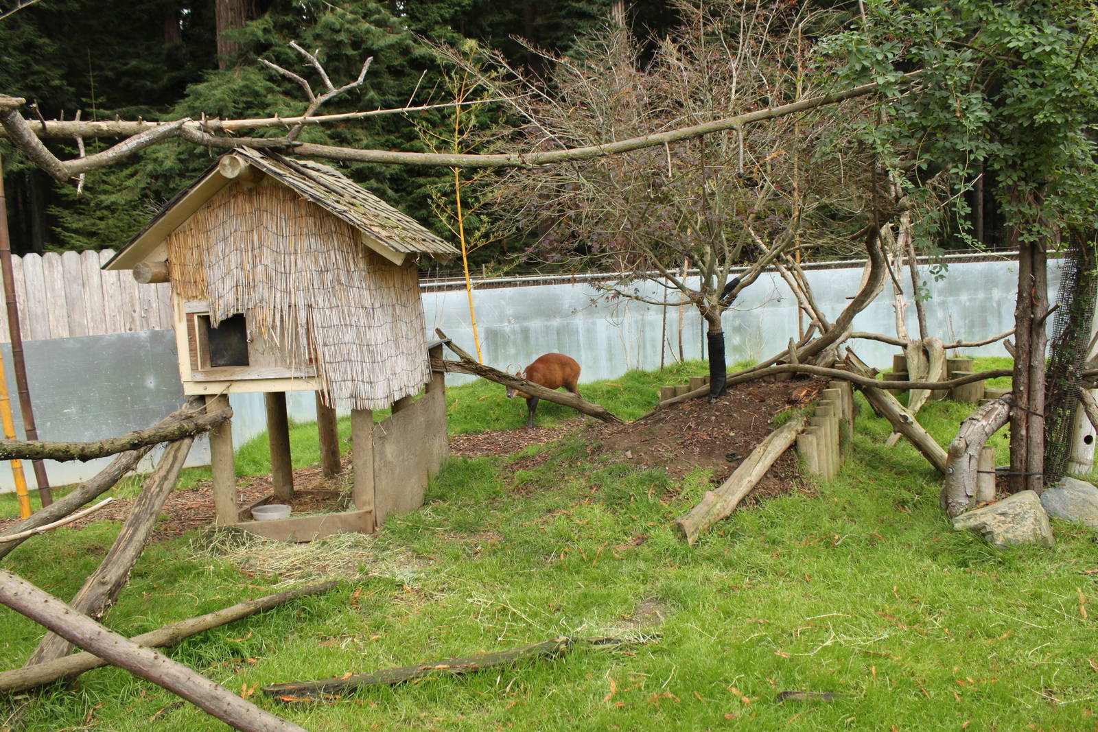 Red Panda and Indian Muntjac Exhibit