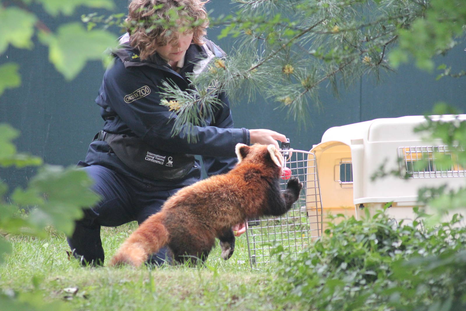 Red Panda and Keeper